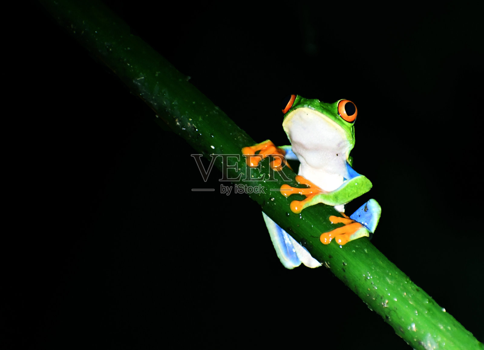 树枝上的红眼树蛙照片摄影图片