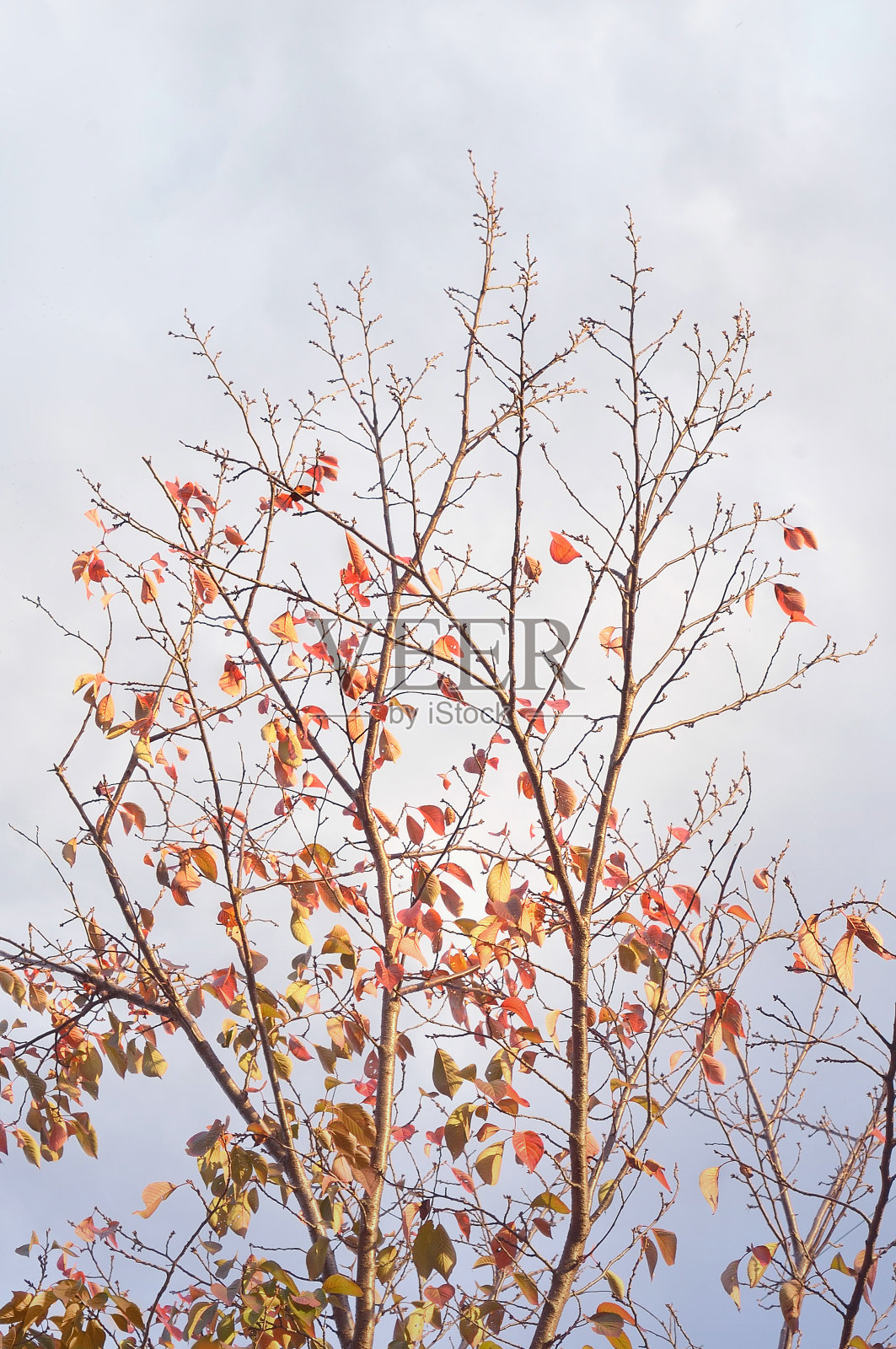 秋天的彩色树和蓝色的天空照片摄影图片