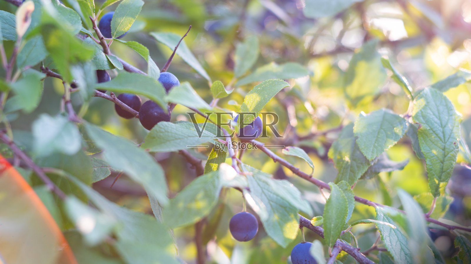 黑刺挂在树枝上照片摄影图片