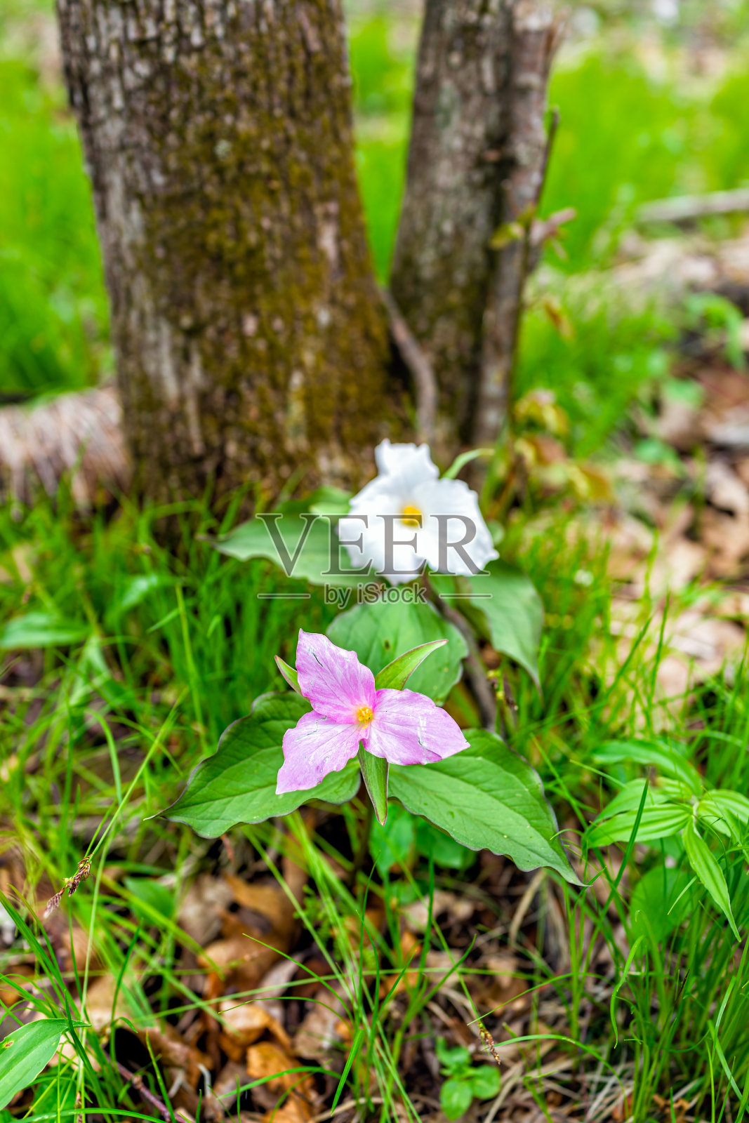 在弗吉尼亚的冬季绿地度假胜地的蓝岭山脉徒步旅行的森林小径上，在早春的田野上，一个紫色的粉红色野生软trillium野花的特写照片摄影图片