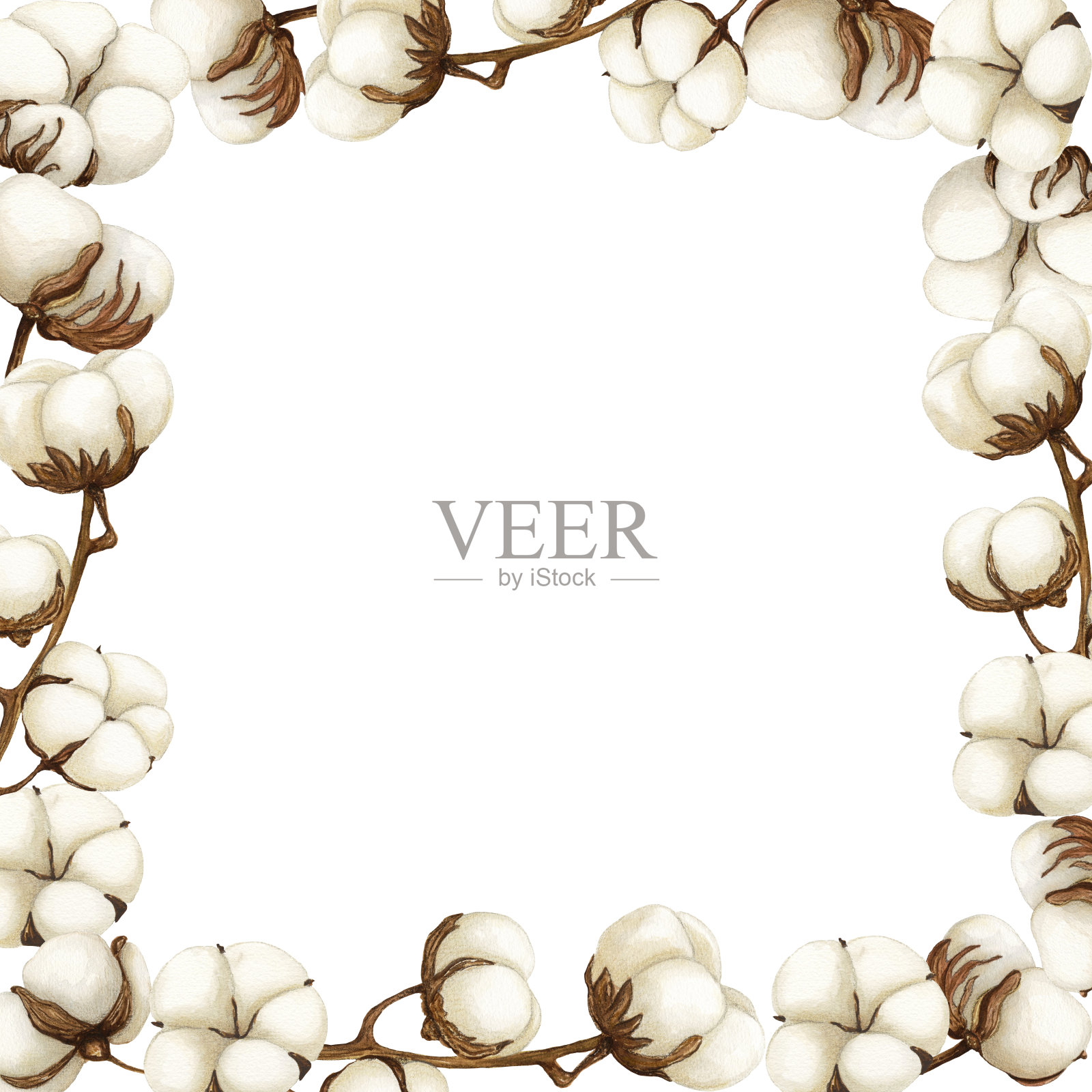 水彩画框架白色背景上的棉花花。水彩画野花为背景，纹理，卡片，框架，杂草插画图片素材