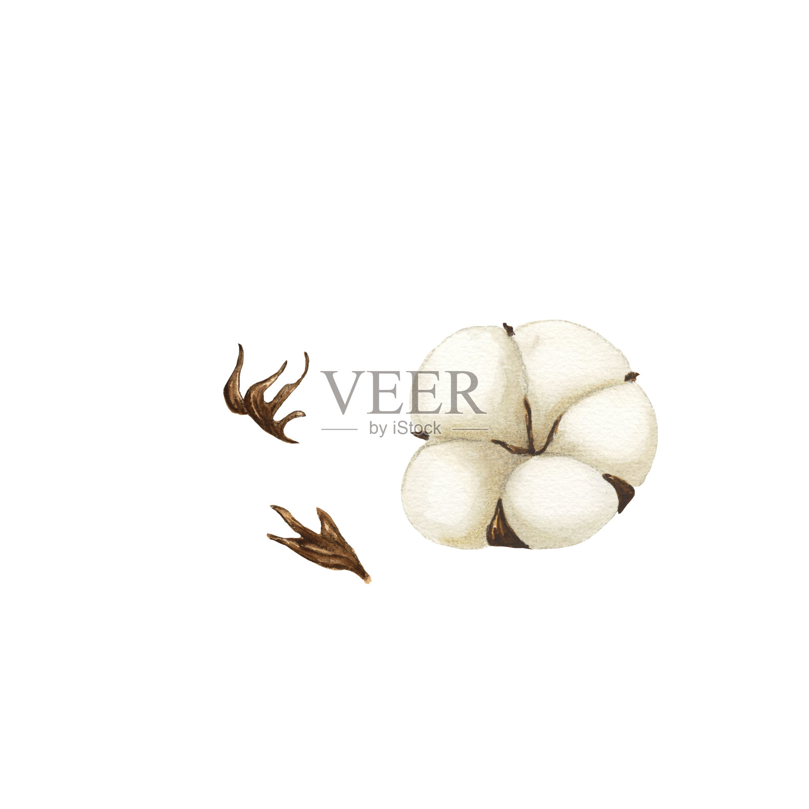 水彩画棉花花集在水彩画风格孤立。水彩画野花为背景，纹理，卡片，框架插画图片素材