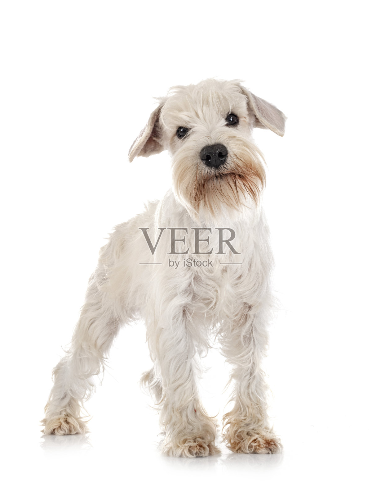 小型白色雪纳瑞犬照片摄影图片
