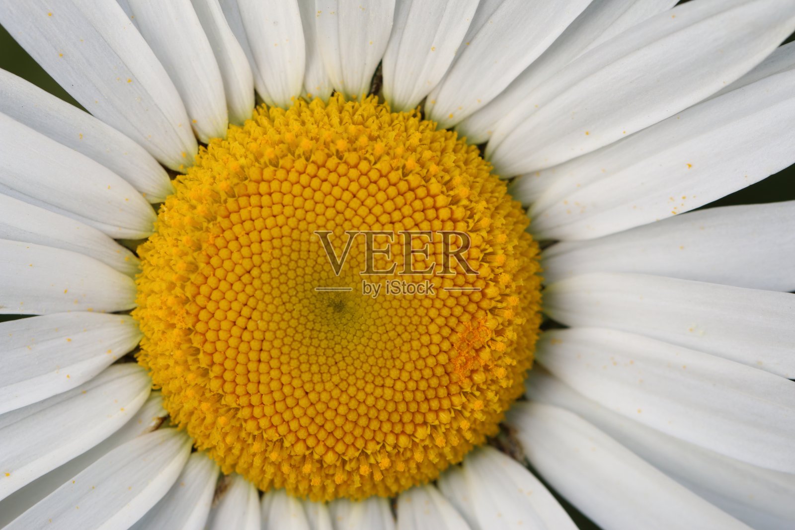 宏Ox-Eye黛西照片摄影图片