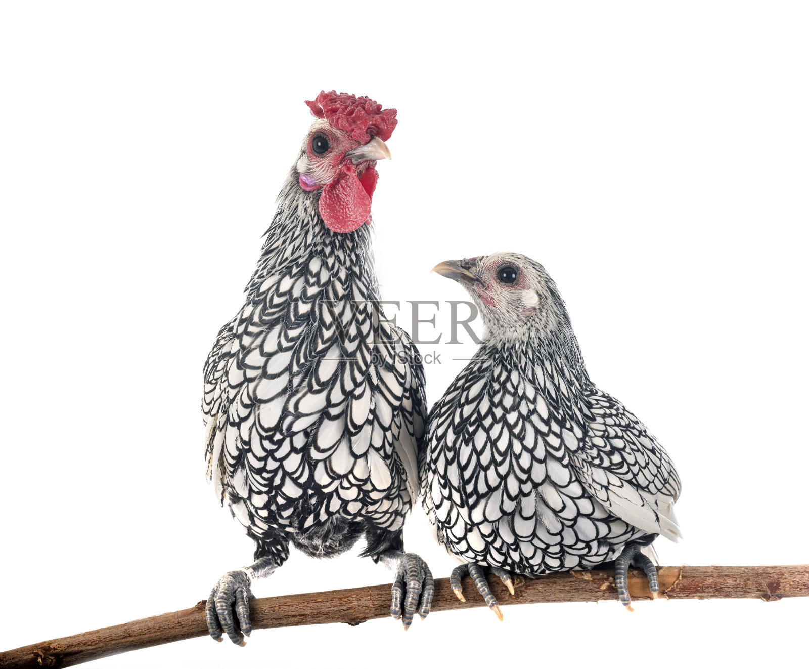 Sebright鸡照片摄影图片