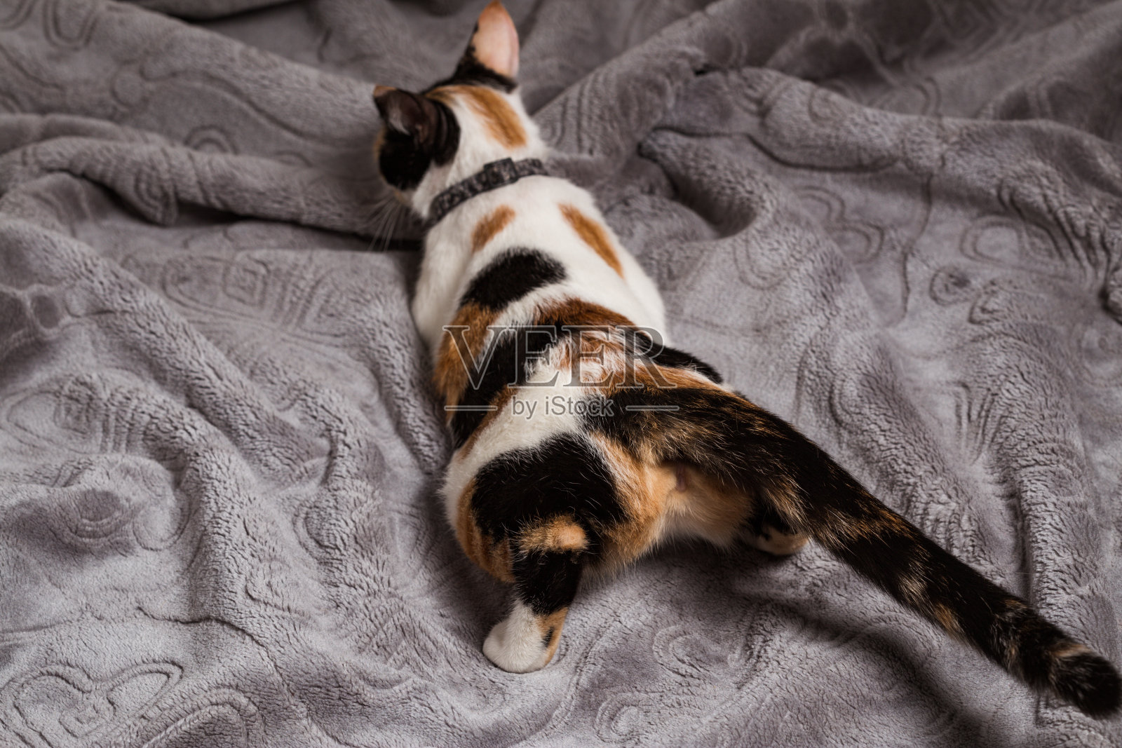 一只花布猫在床上发情的画像照片摄影图片