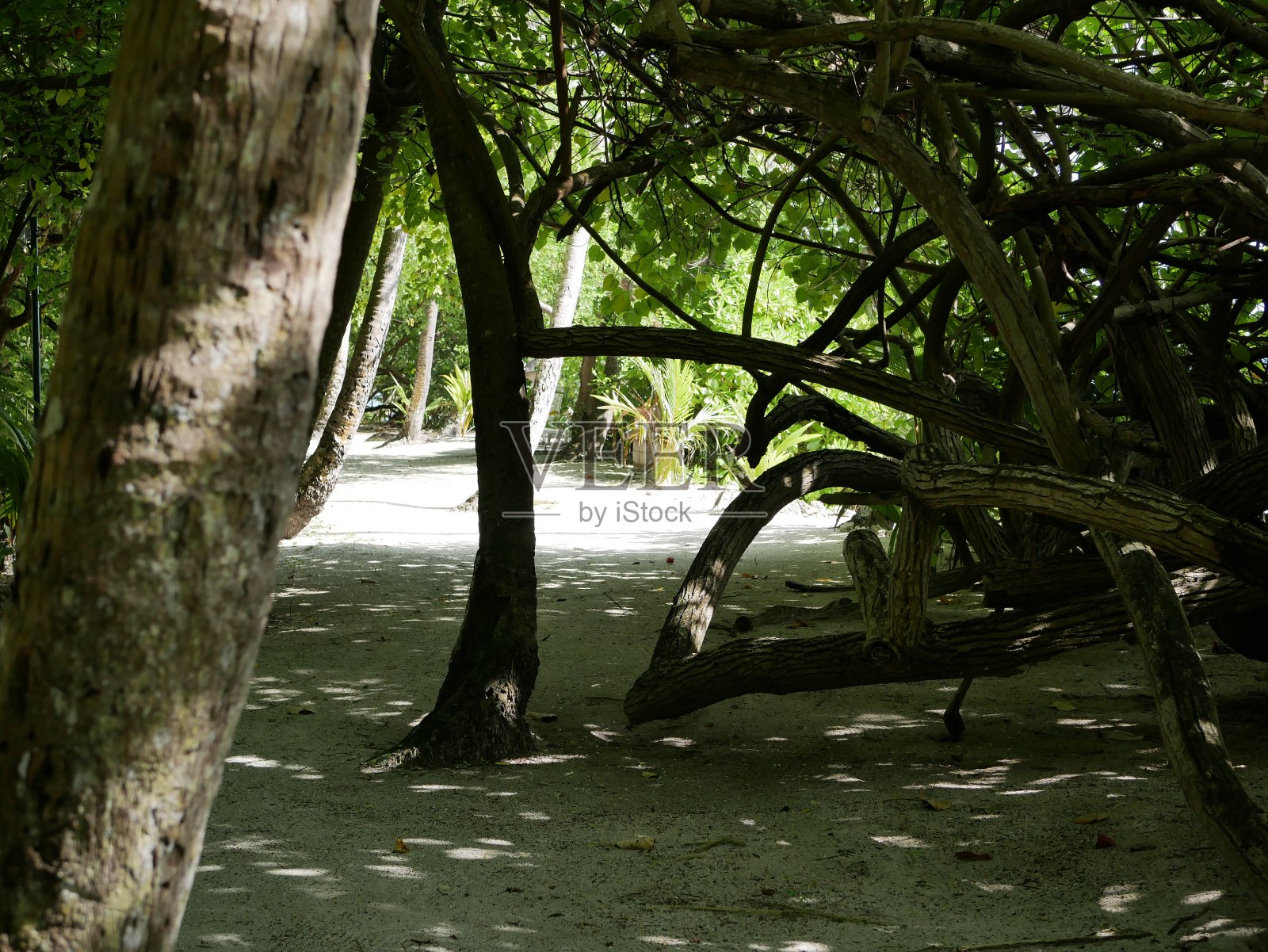 海边长着一棵长着绿叶的树。阳光温暖的一天，海边度假胜地的白色沙滩上树冠的阴影。亚热带地区的树木在云朵和绿松石色大海的背景下生长。照片摄影图片