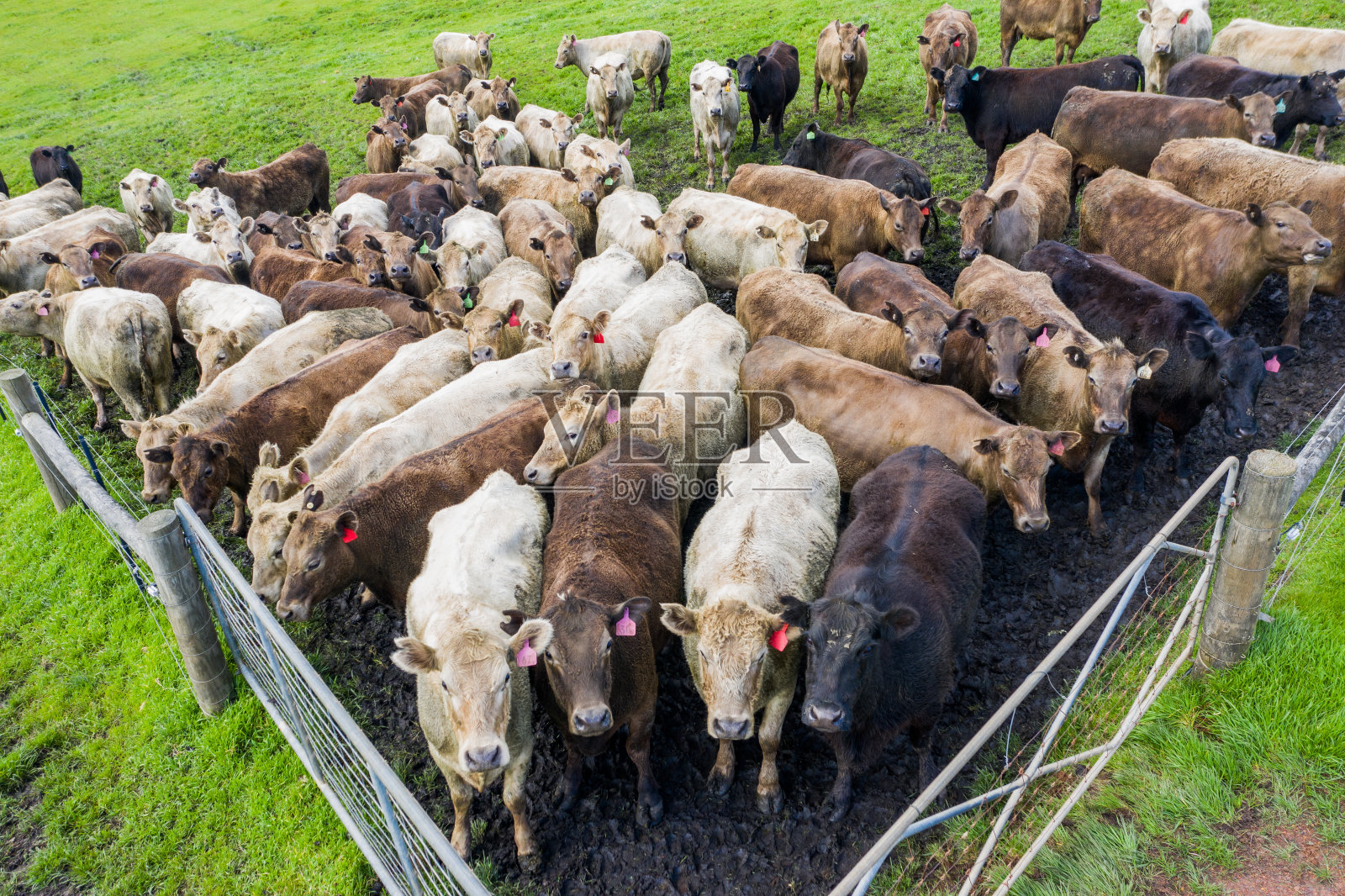 一群抬头看的牛照片摄影图片