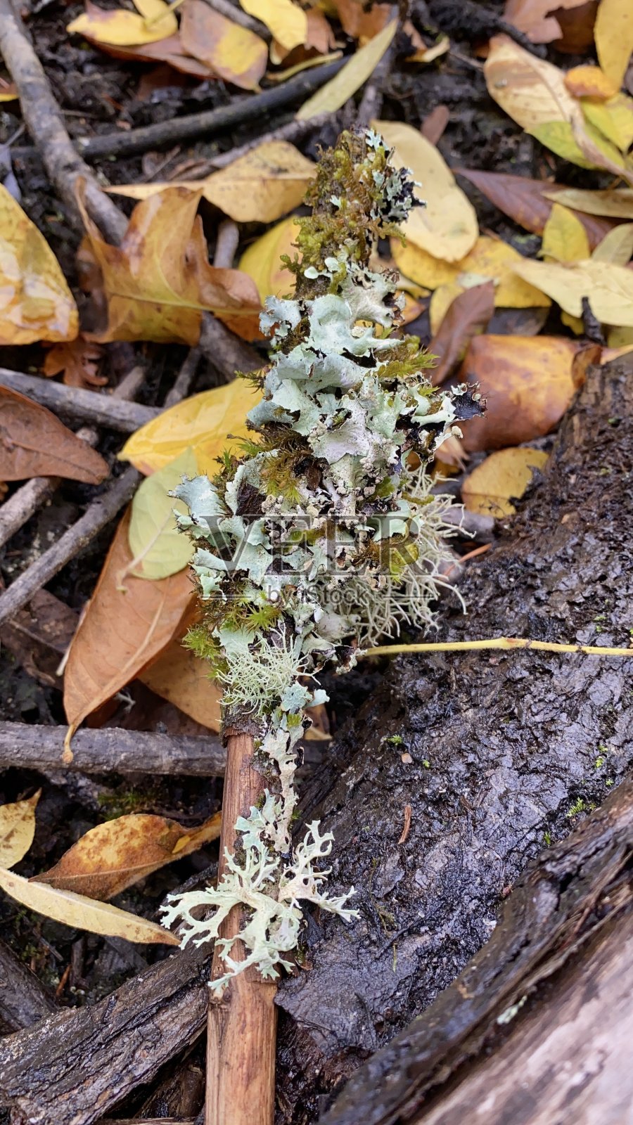 林地橡树苔苔藓潮湿的嫩枝照片摄影图片