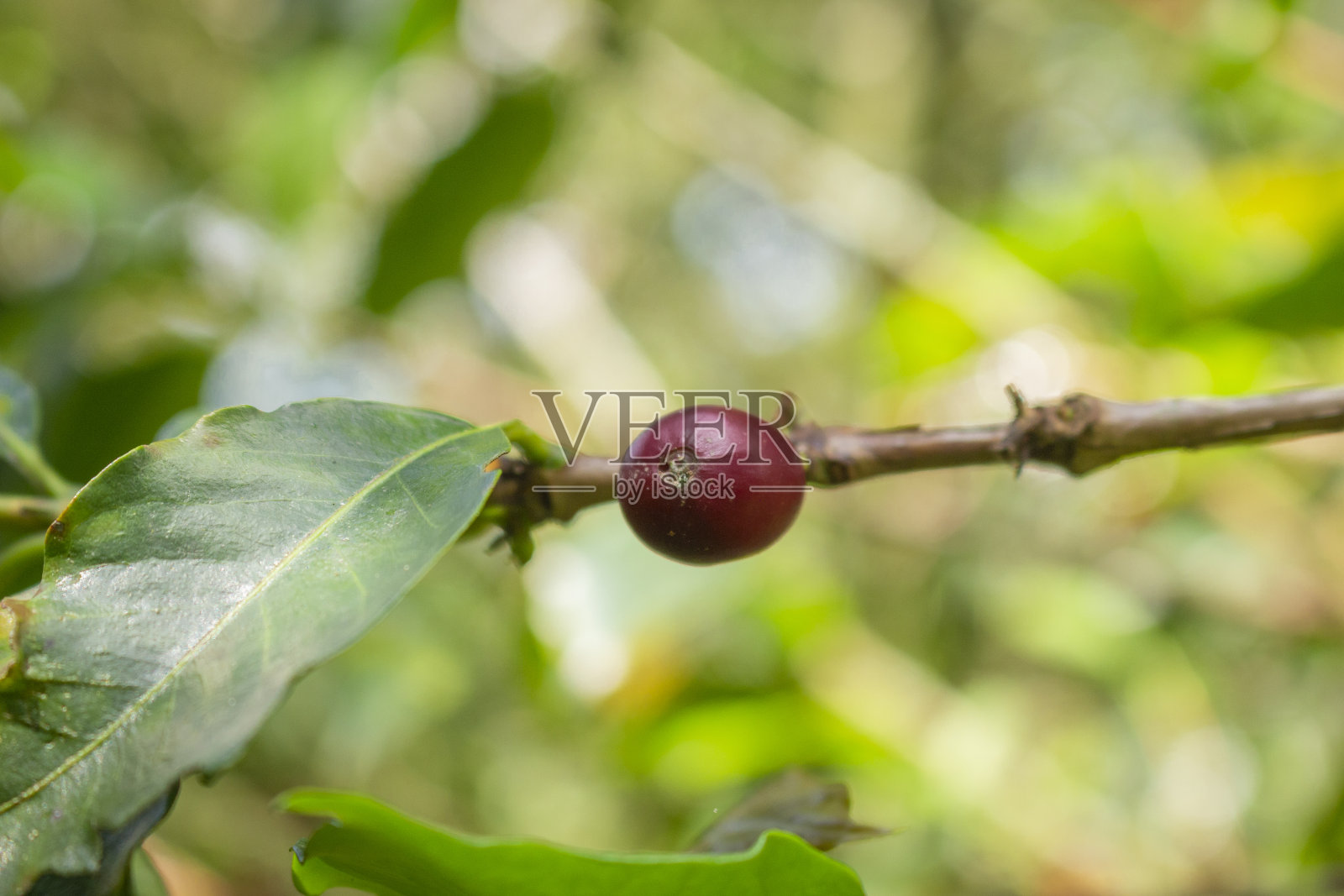 咖啡豆在阳光下晒干照片摄影图片