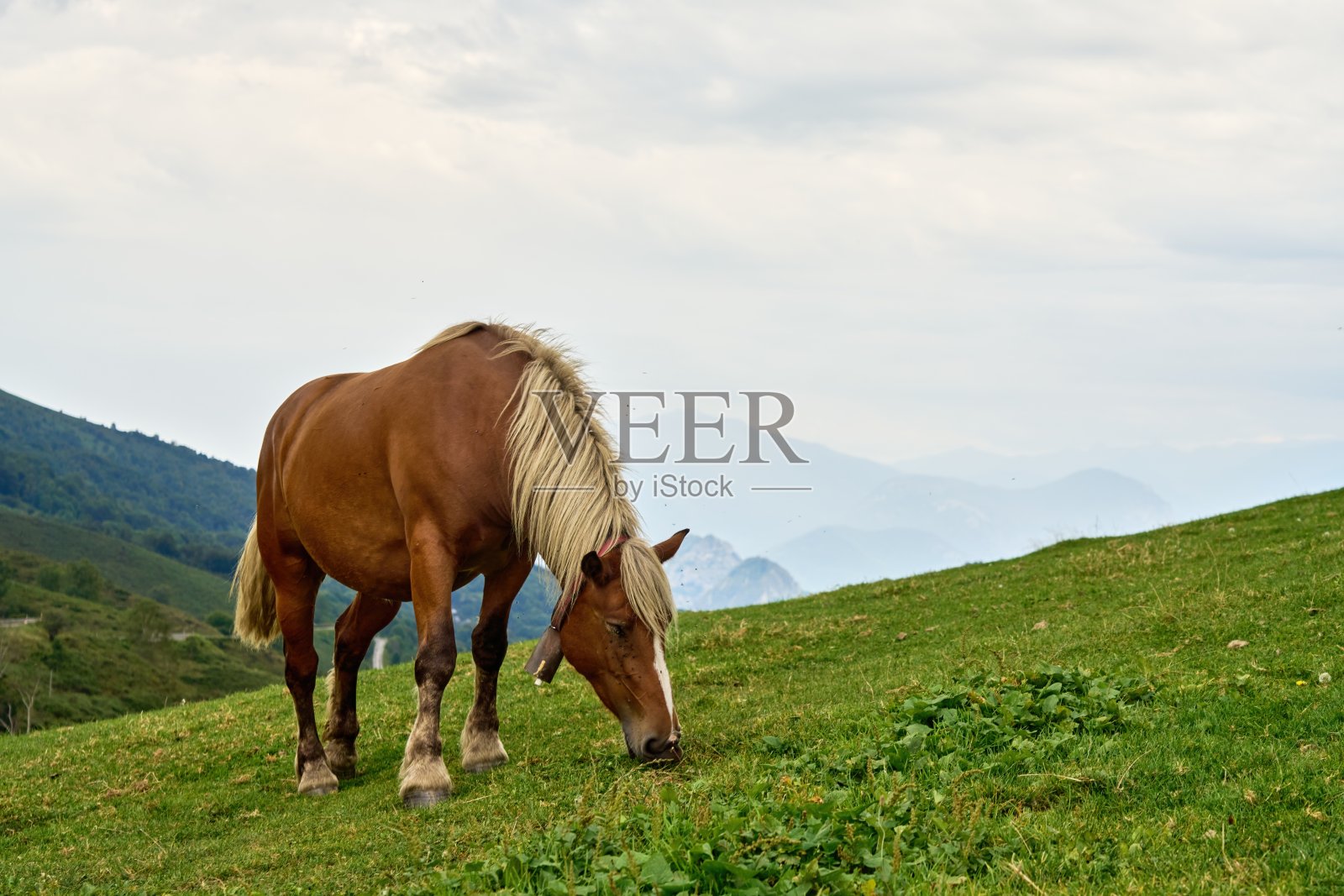 在比利牛斯山脉的全景前，许多苍蝇在Col De Port的绿色草地上吃草照片摄影图片