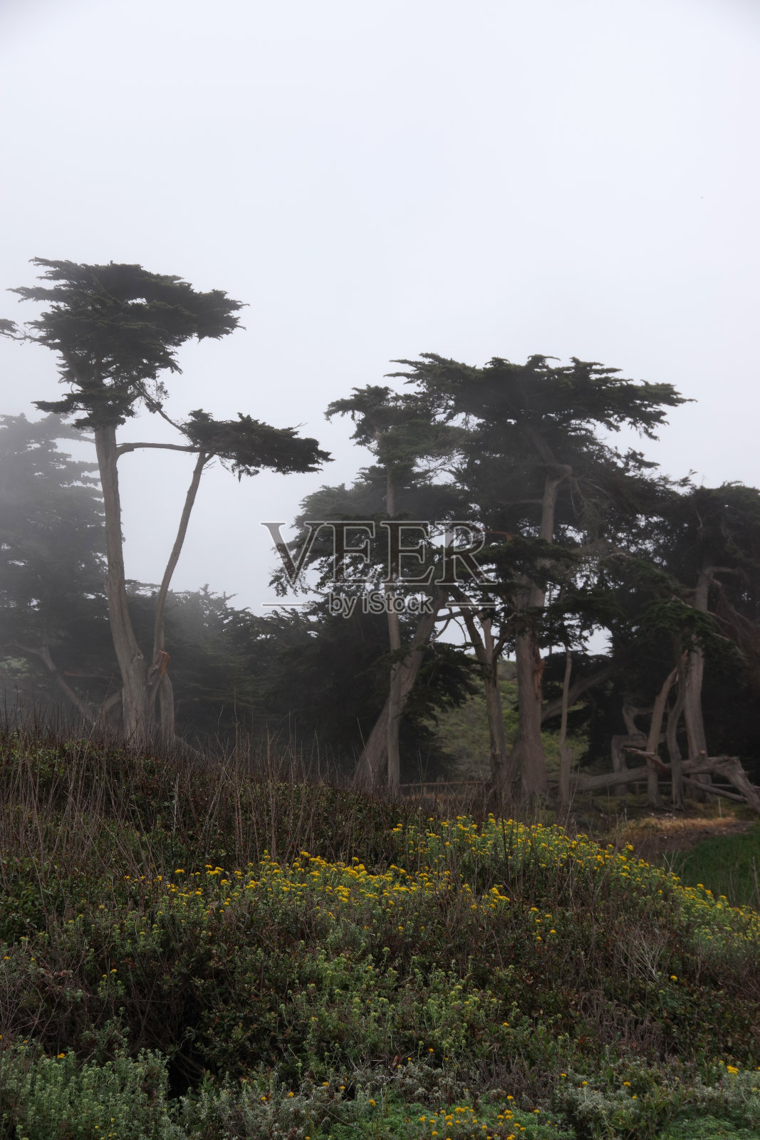 雾中的松树照片摄影图片