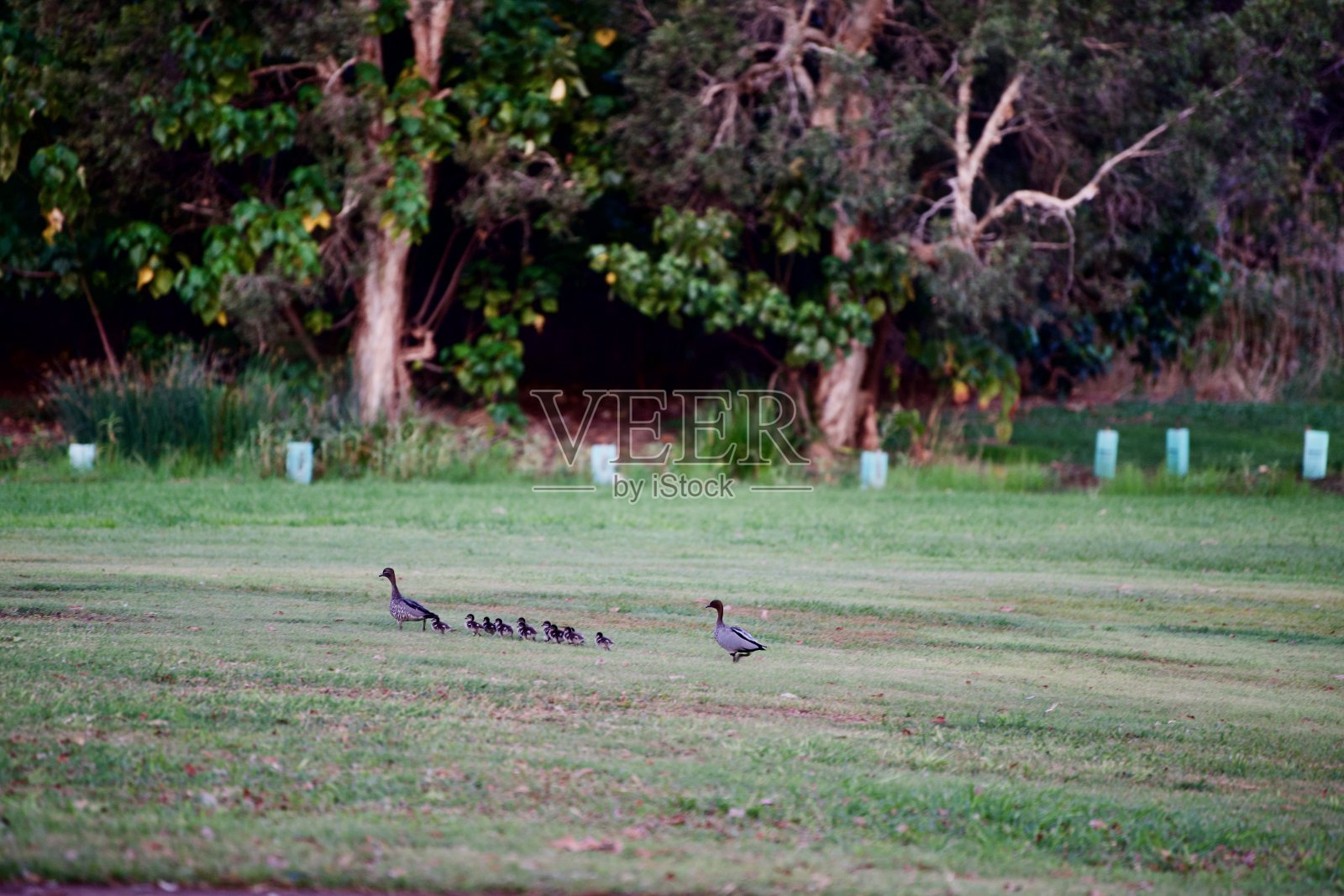 鸭子一家晚上的散步!照片摄影图片
