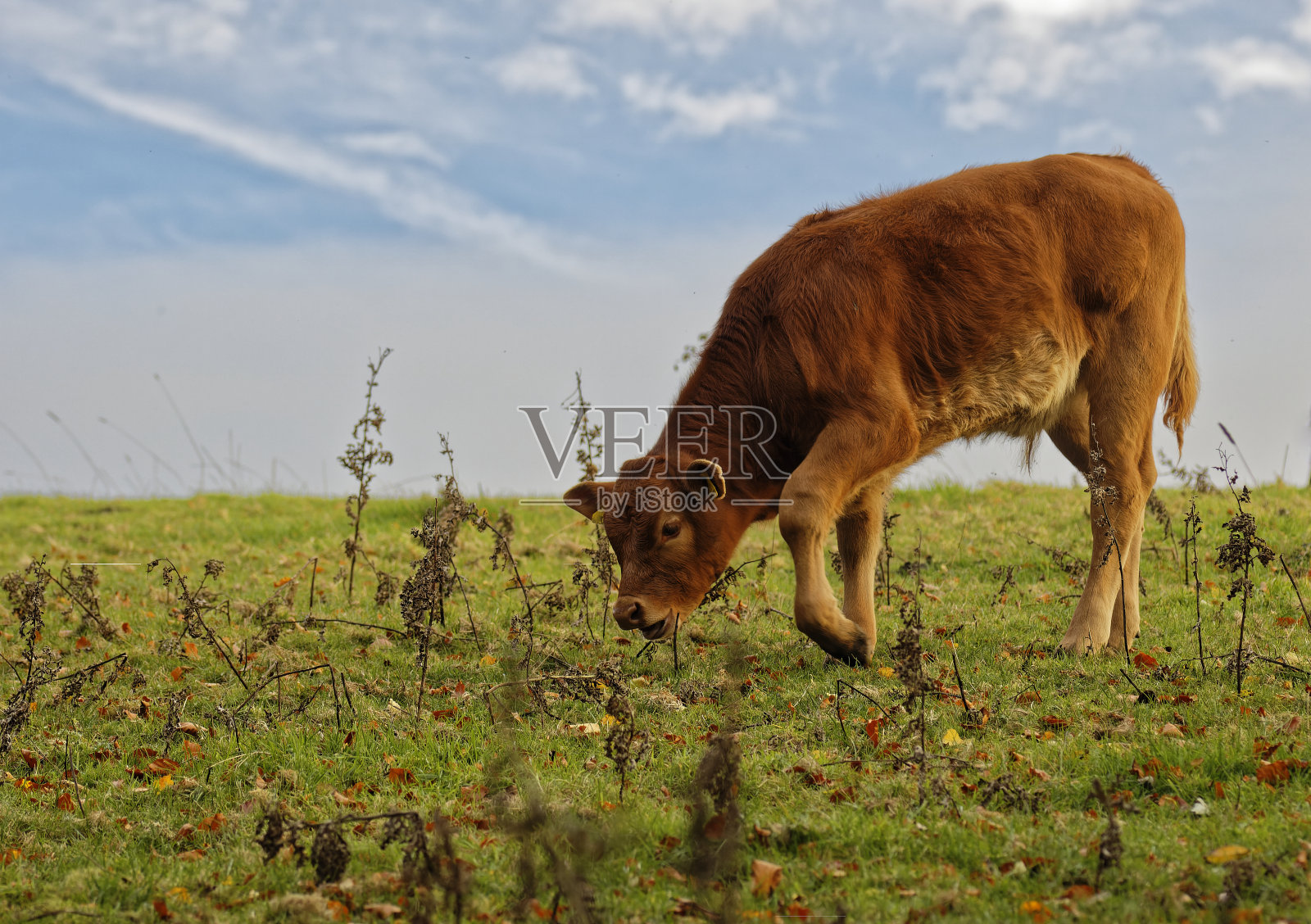 放牧的牛照片摄影图片