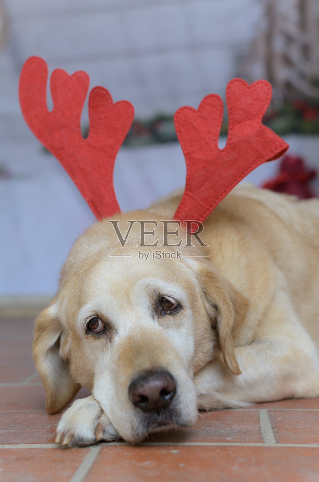 躺在圣诞老人驯鹿耳朵上的拉布拉多狗。圣诞节的概念。照片摄影图片