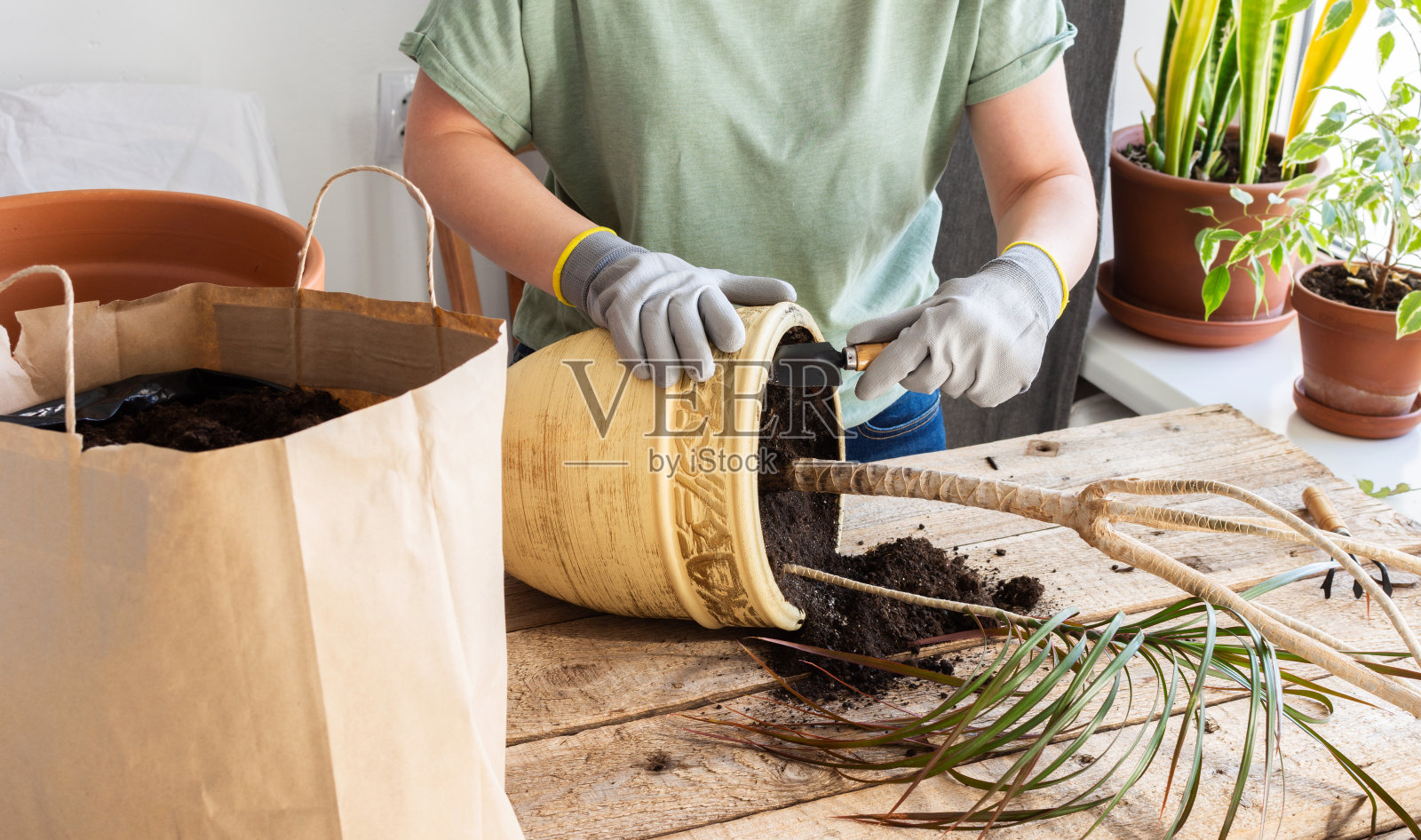 移植室内龙血树花照片摄影图片