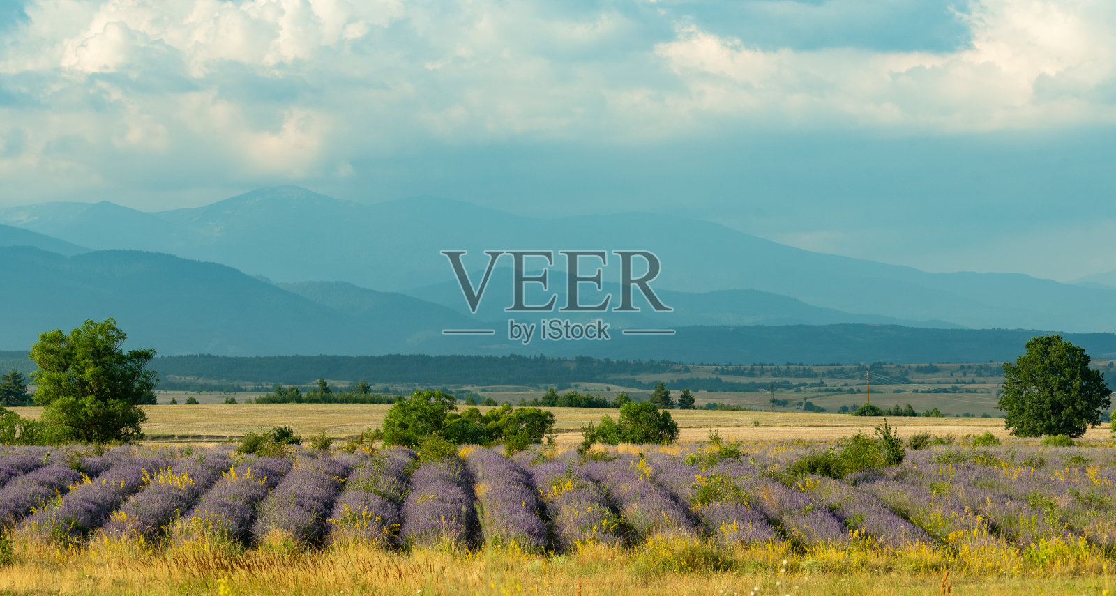 山麓的薰衣草田景色迷人。照片摄影图片