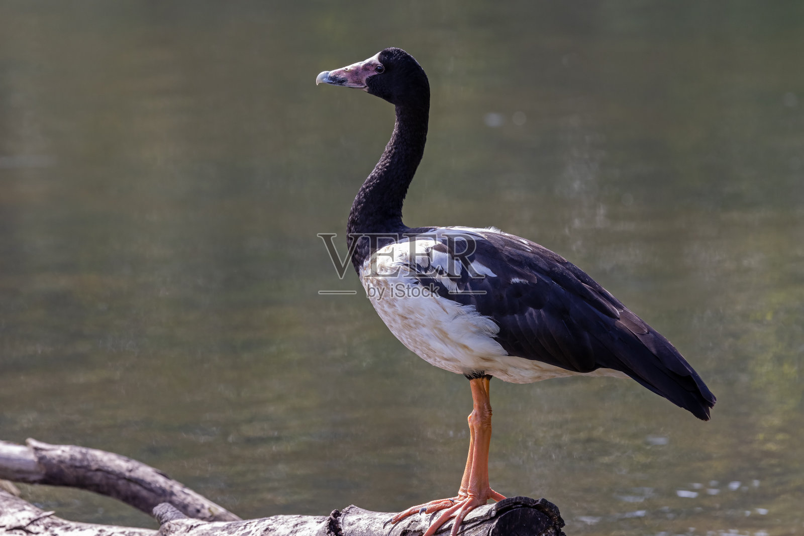 喜鹊鹅照片摄影图片