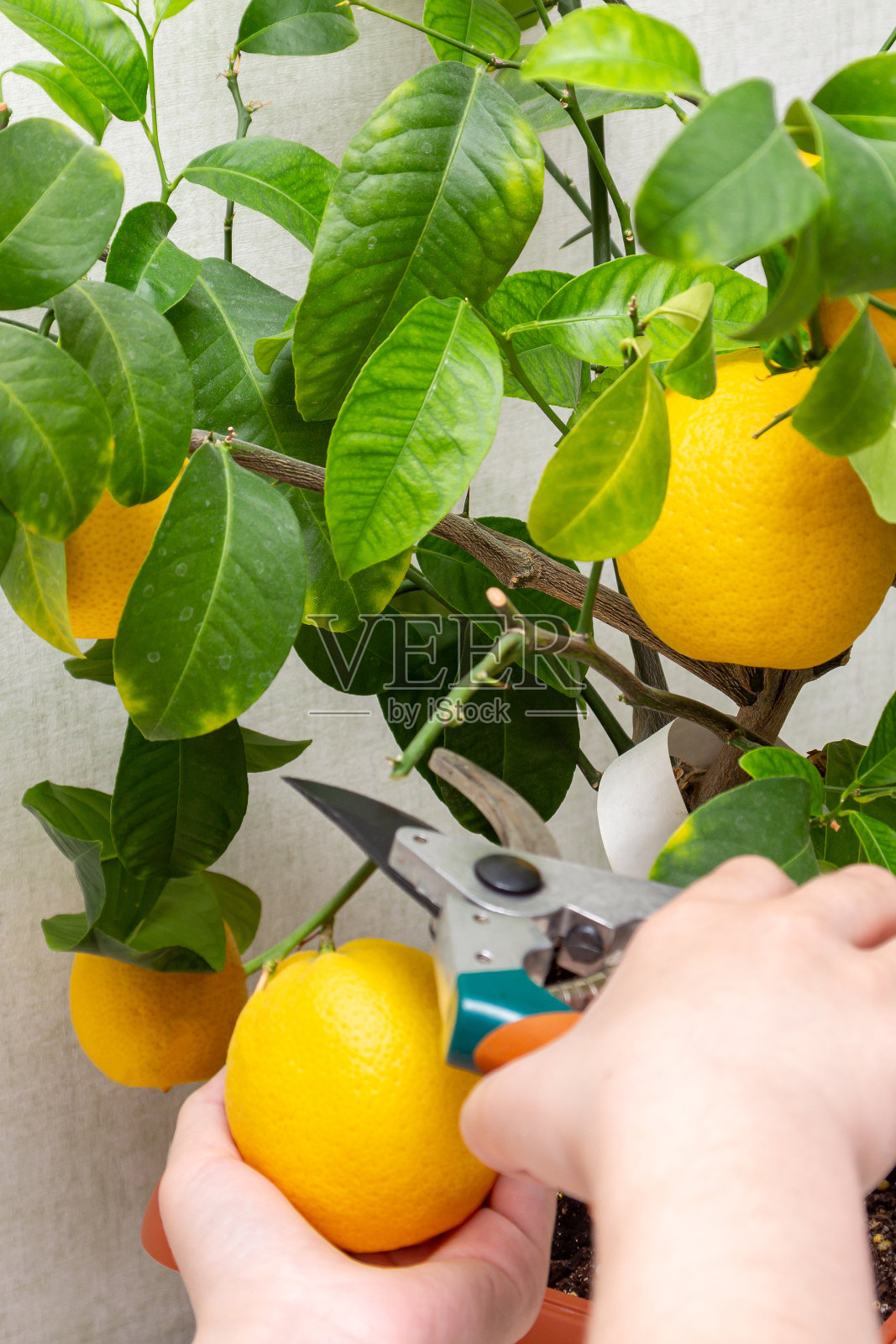 从盆栽柑橘中收获新鲜可口的柠檬。特写的女性手采摘室内生长的柠檬与手修剪。成熟的黄柠檬果和绿叶照片摄影图片