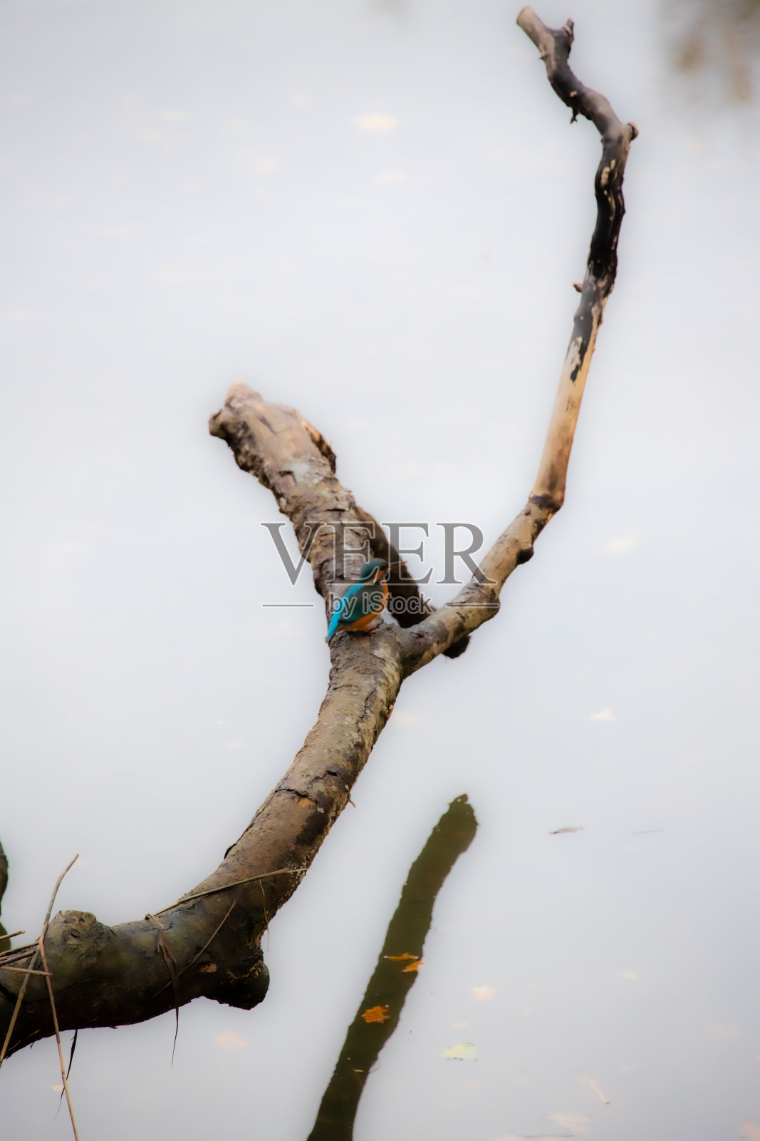 翠鸟照片摄影图片