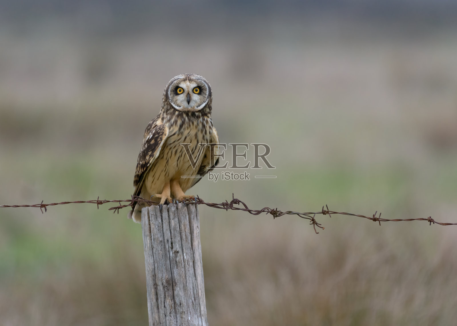 农场栅栏柱上的猫头鹰照片摄影图片