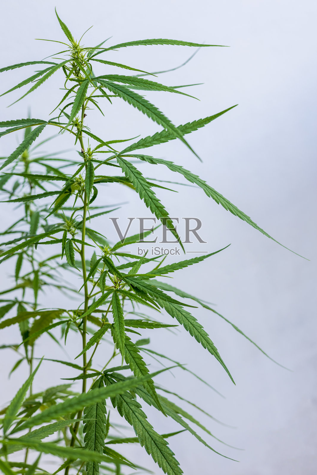 近距离观察一簇长的绿色大麻叶子生长。照片摄影图片