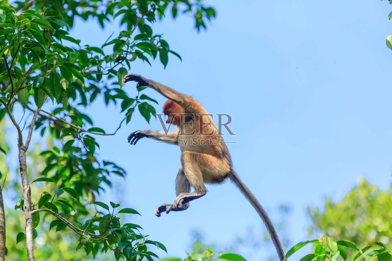 鼻猴(鼻猴幼虫)照片摄影图片
