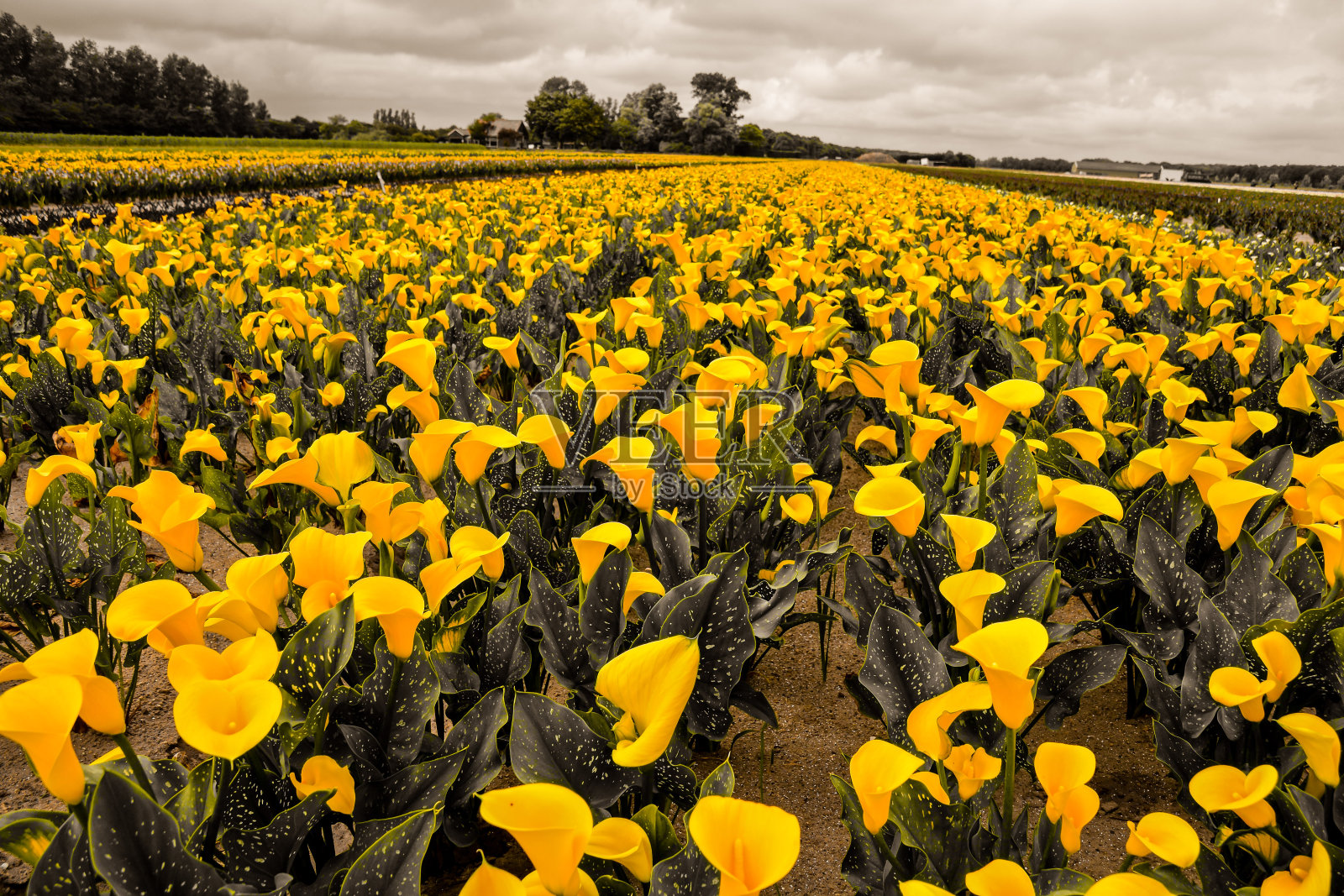 马蹄莲园地栽培照片摄影图片