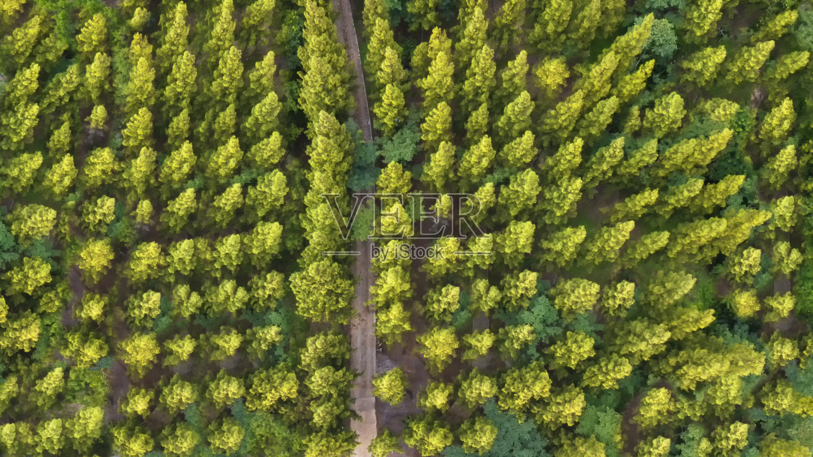 俯瞰在巨大森林的绿松树之间的神奇的道路照片摄影图片