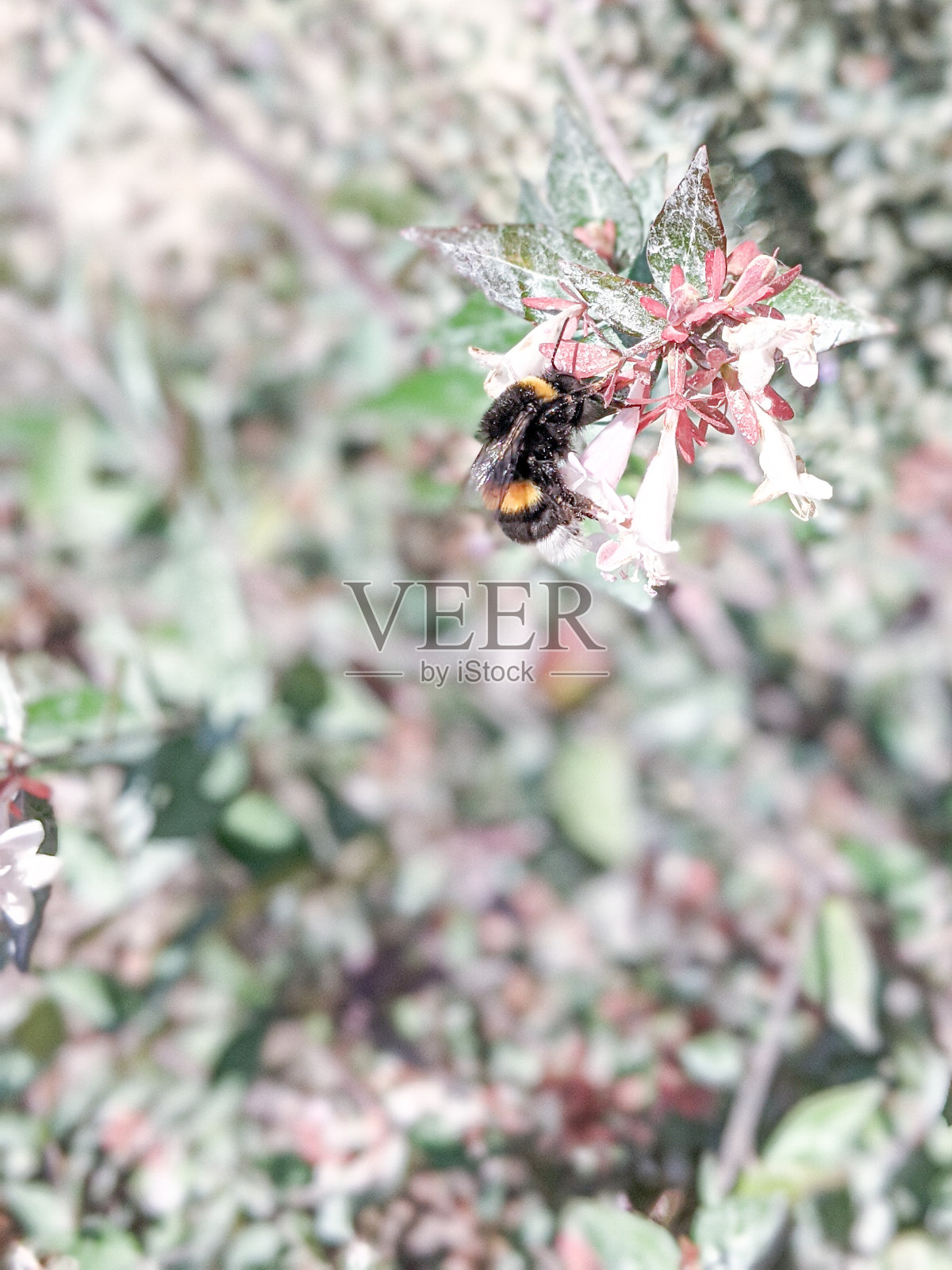 蜜蜂在花朵照片摄影图片