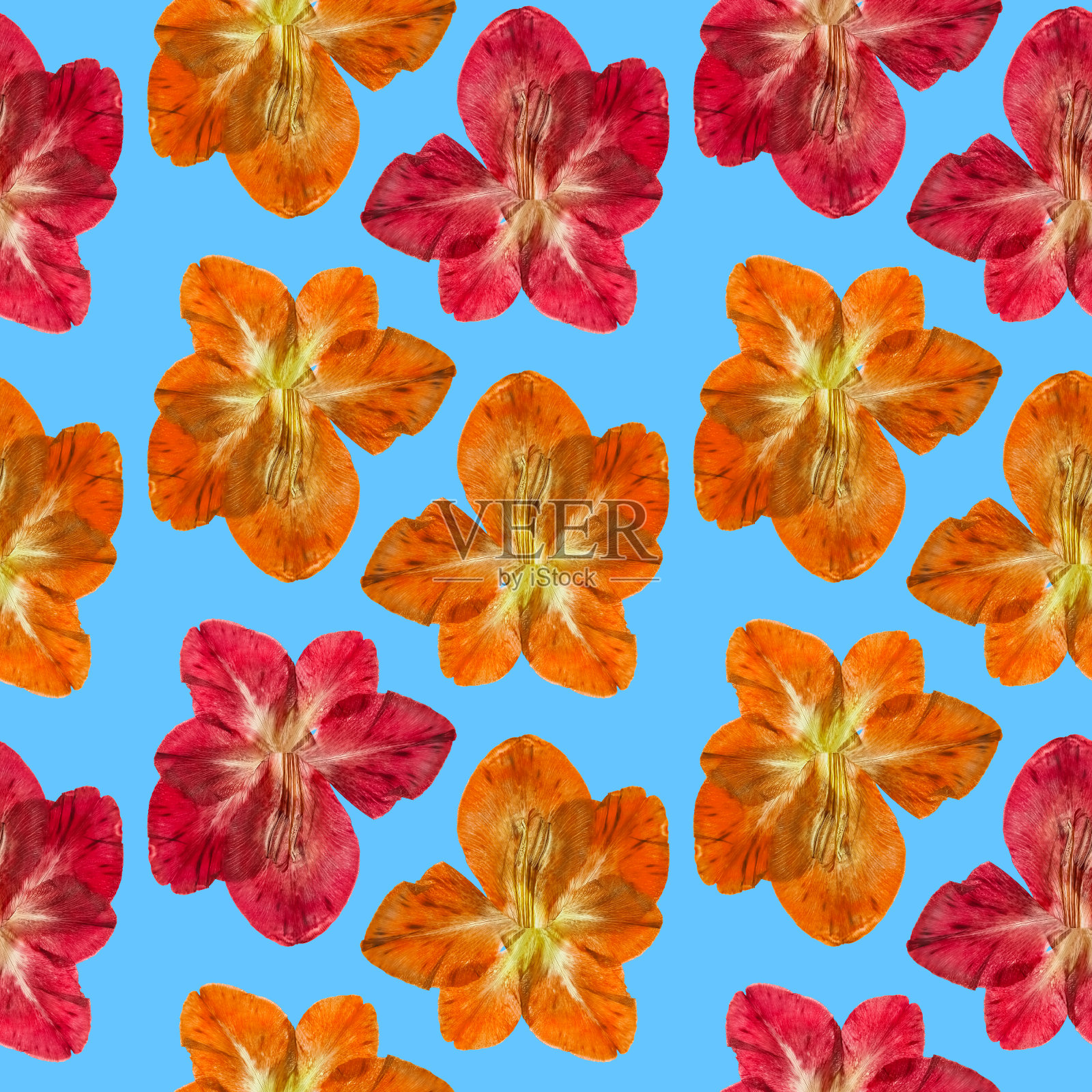 剑兰。插图，花的纹理。连续复制的无缝模式。花卉背景，照片拼贴为纺织，棉花织物。墙纸，封面，打印照片摄影图片