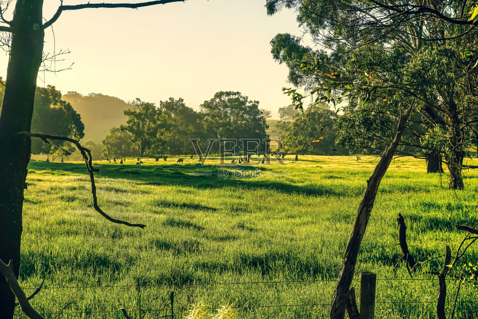 夏天有袋鼠的田野。照片摄影图片