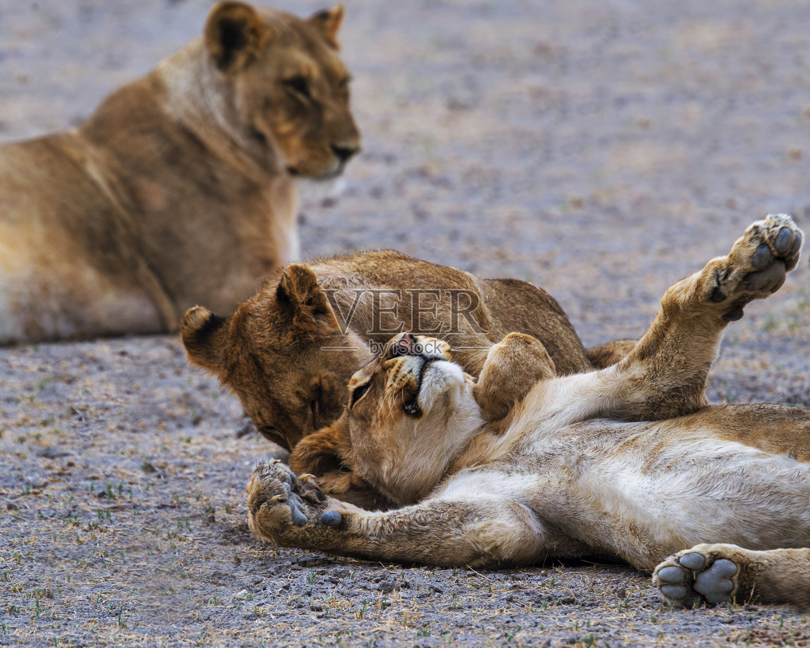 小狮子照片摄影图片