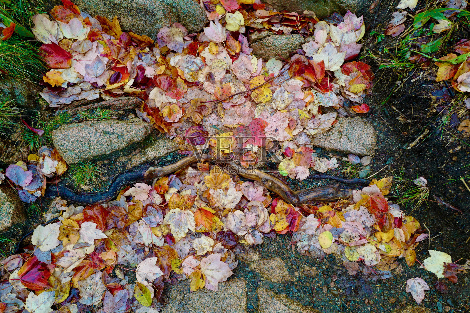 叶子照片摄影图片