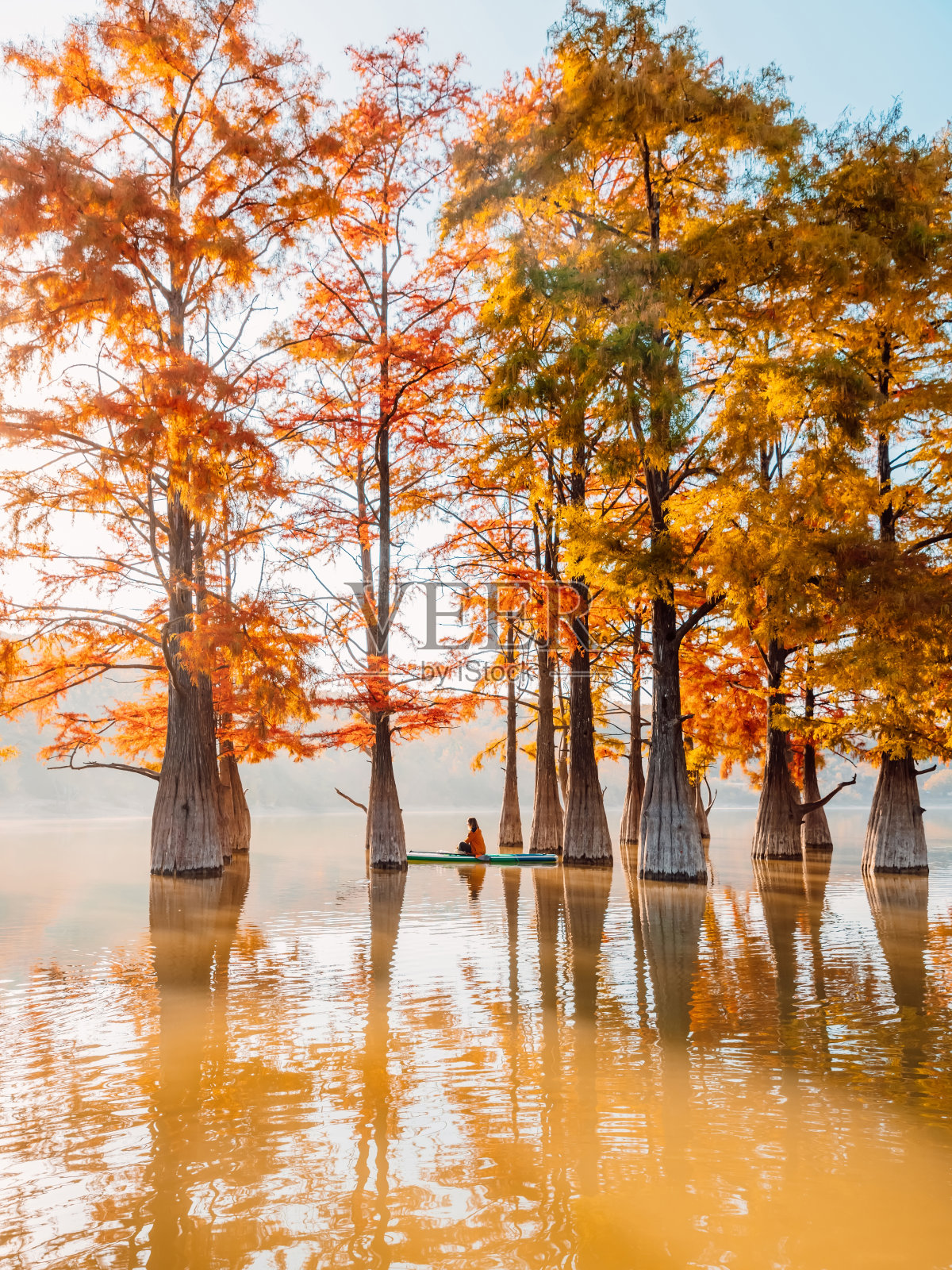 在秋天和晨光中，女子站在静湖上的桨板上冥想照片摄影图片