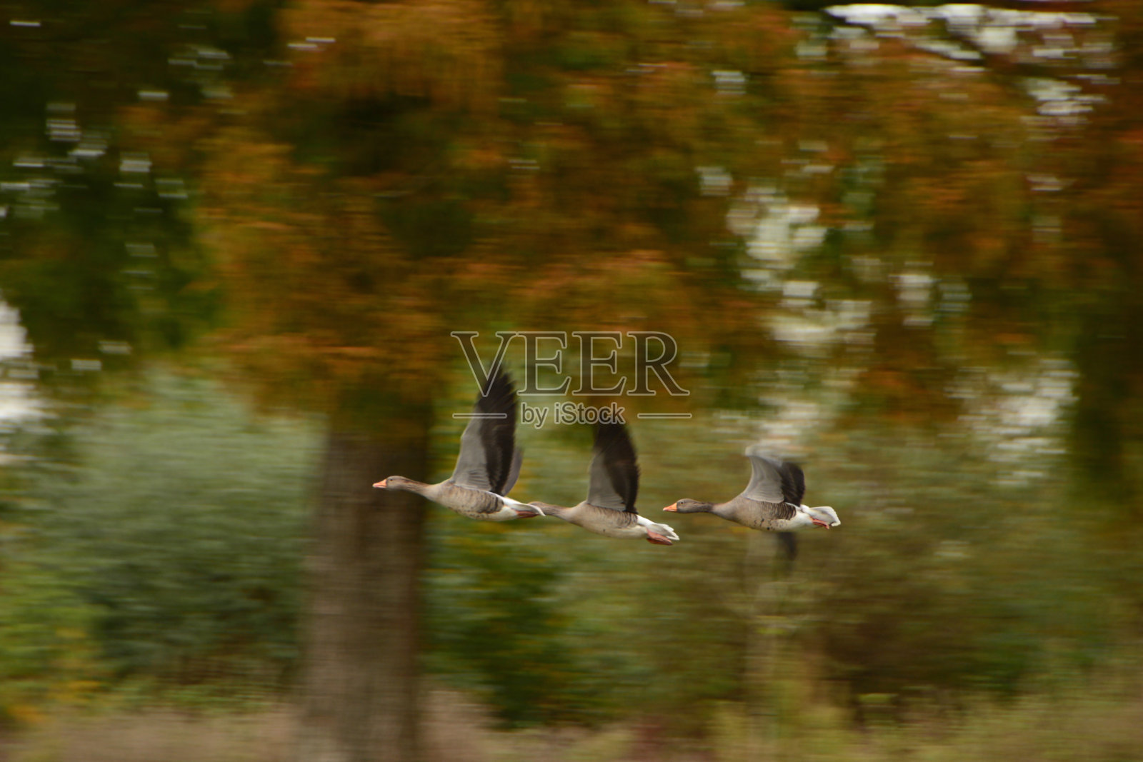 灰鹅飞起来了照片摄影图片