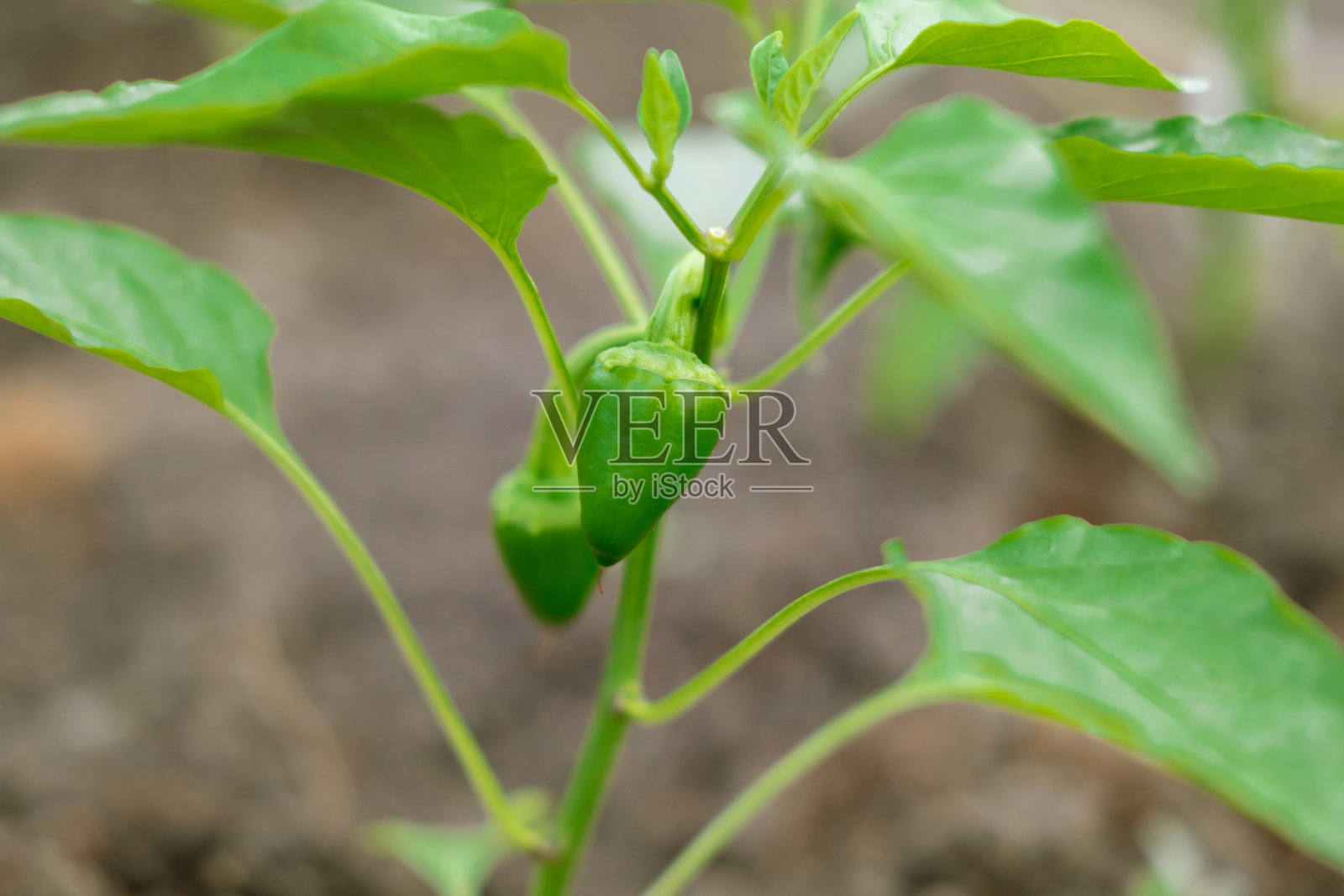 温室里树枝上的青椒。照片摄影图片