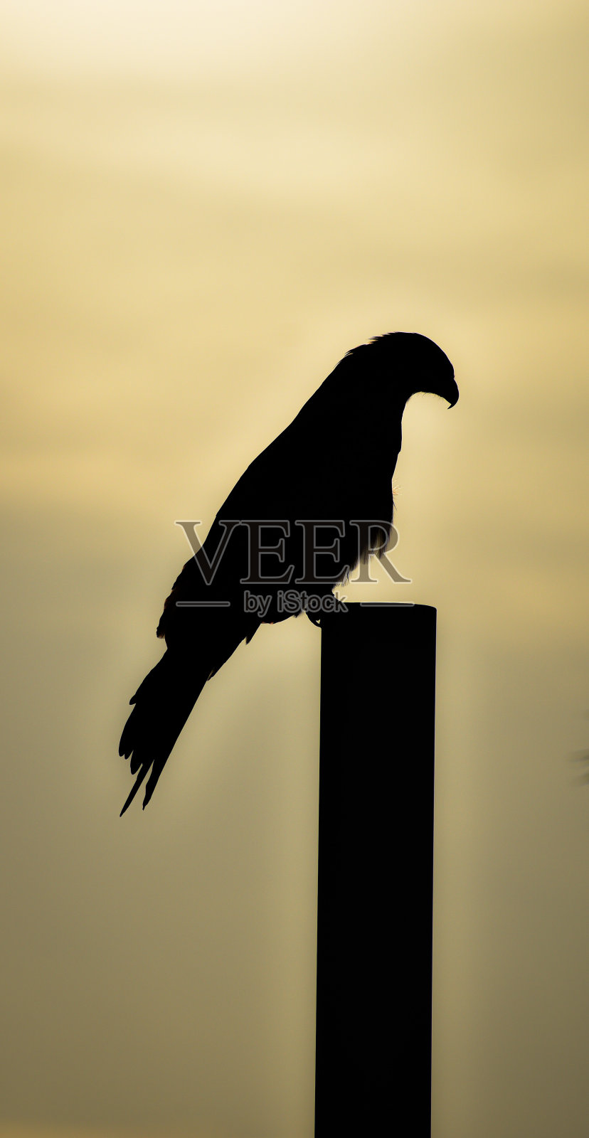 日落时的黑风筝照片摄影图片