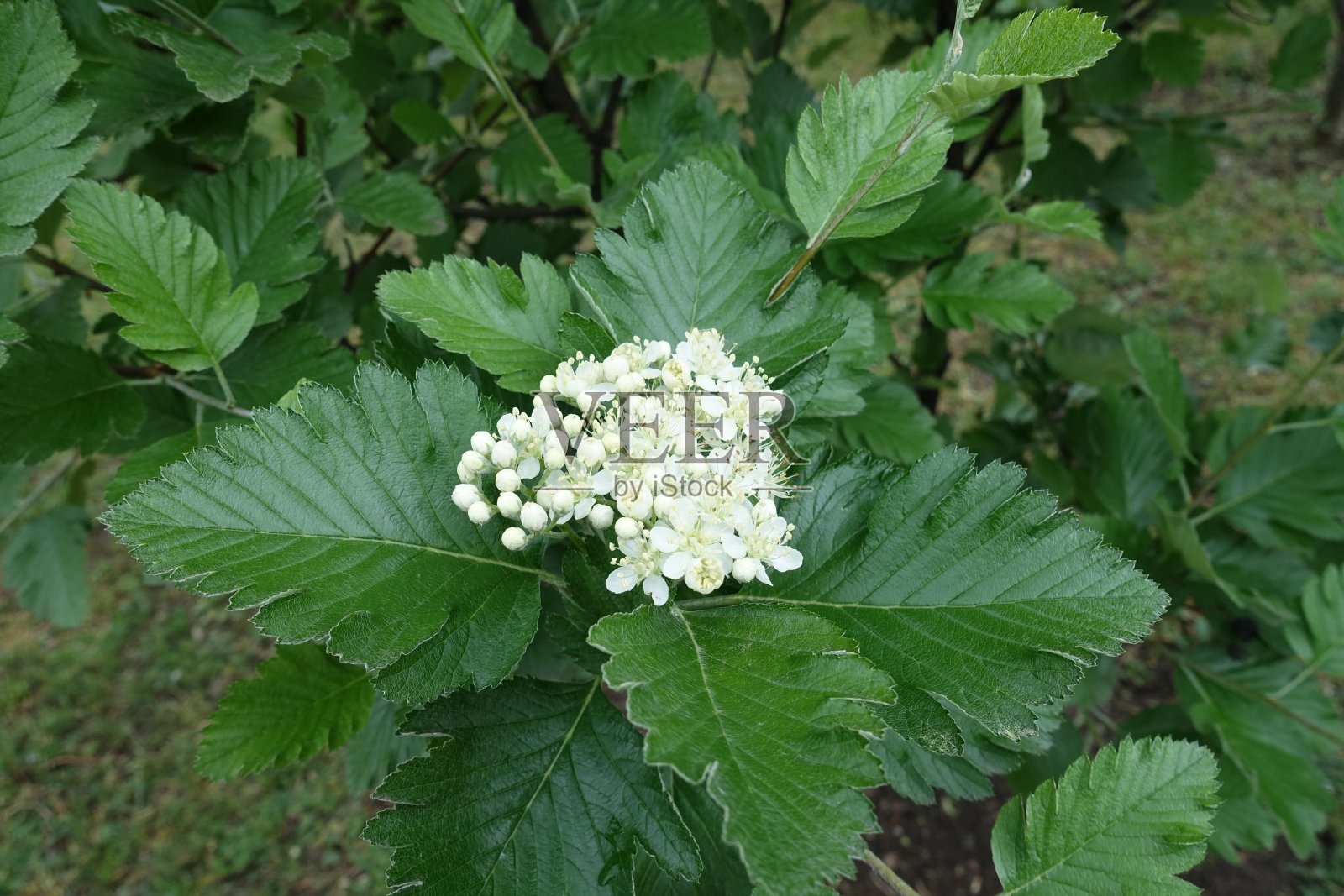 五月花楸花蕾和白花照片摄影图片