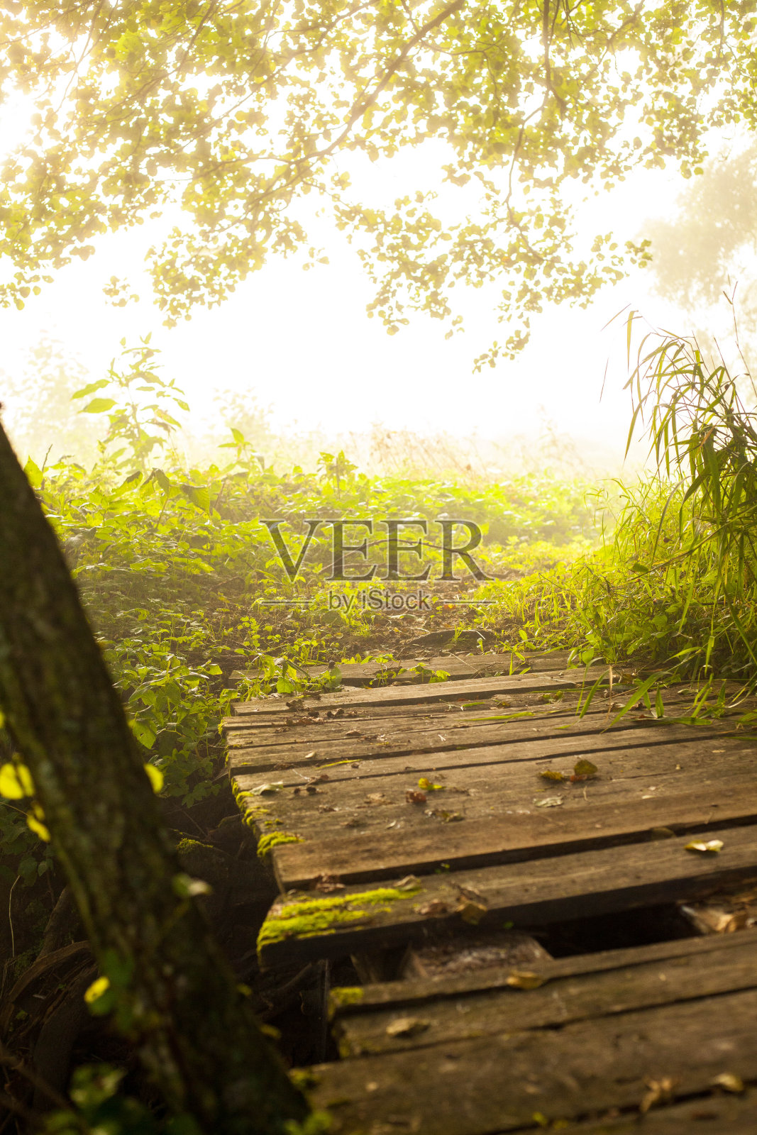 在绿树成荫的森林中，木桥由木板搭建而成照片摄影图片