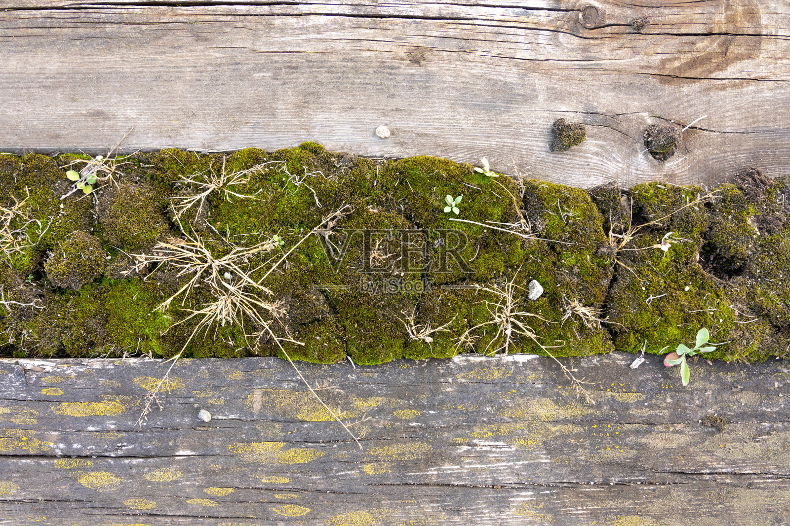 在一个神秘的地方，一个废弃的铁路上，一个美丽的古老的绿色苔藓照片摄影图片