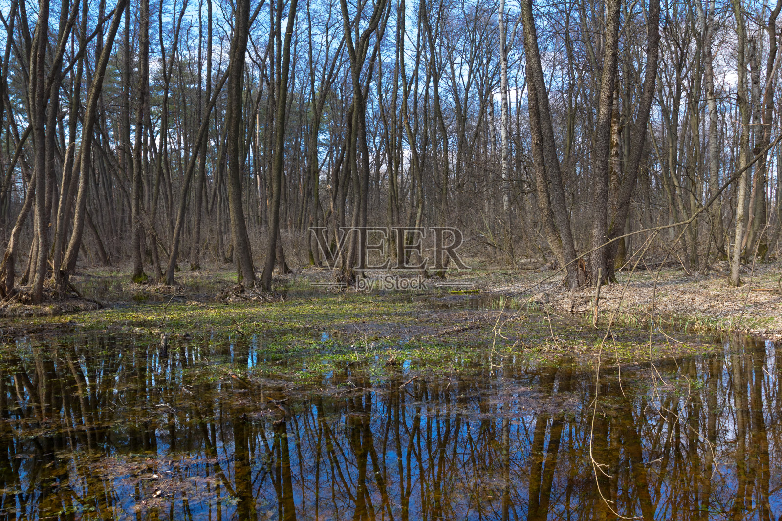 森林中的小沼泽照片摄影图片