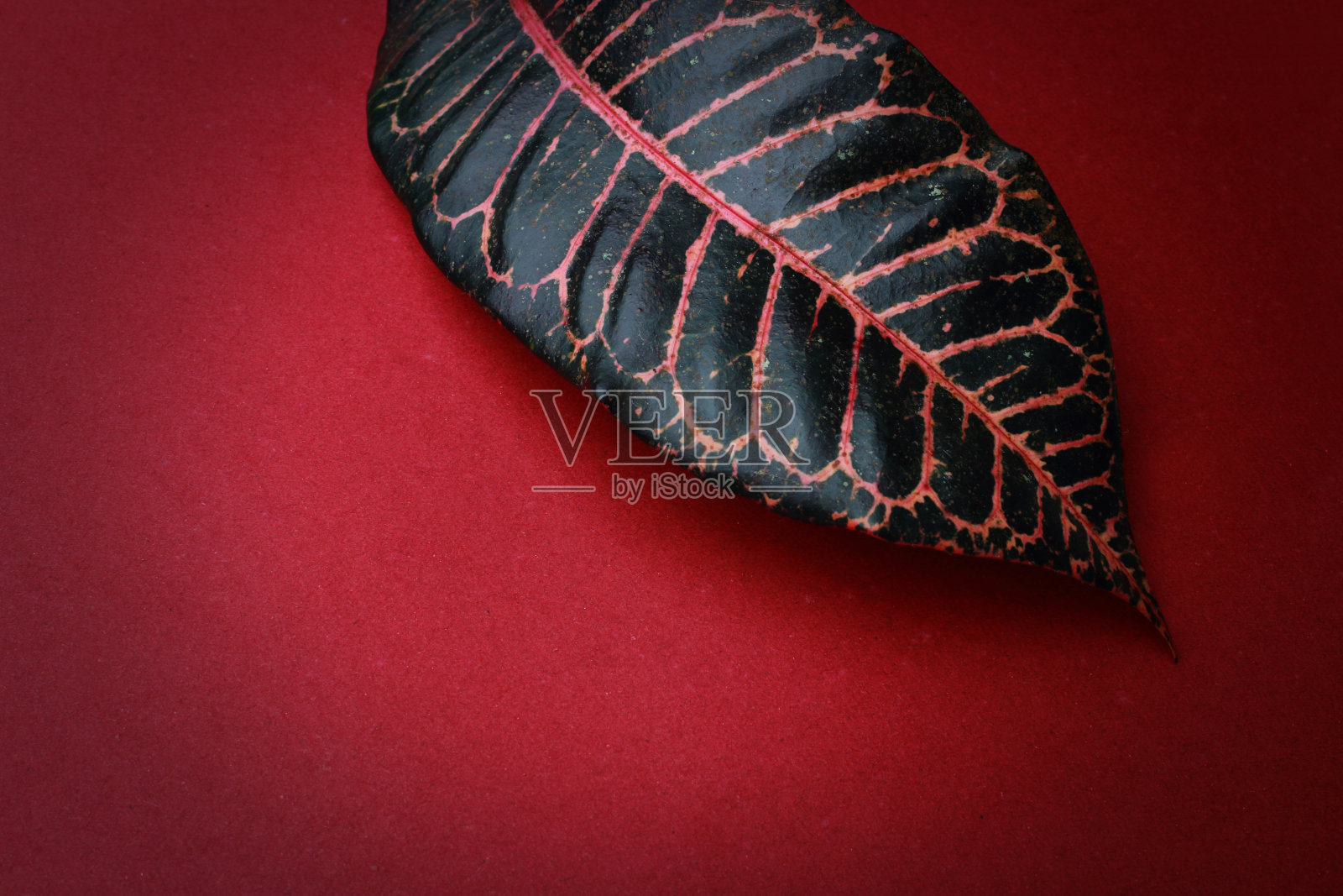 热带叶子与美丽的图案在它的色彩背景照片摄影图片