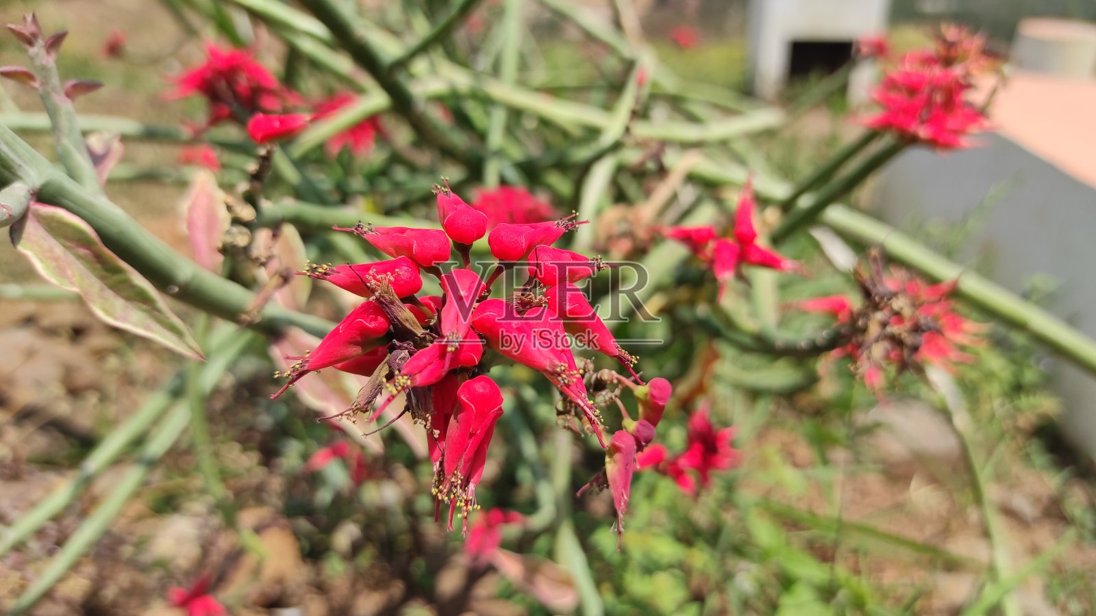山上的观赏植物照片摄影图片