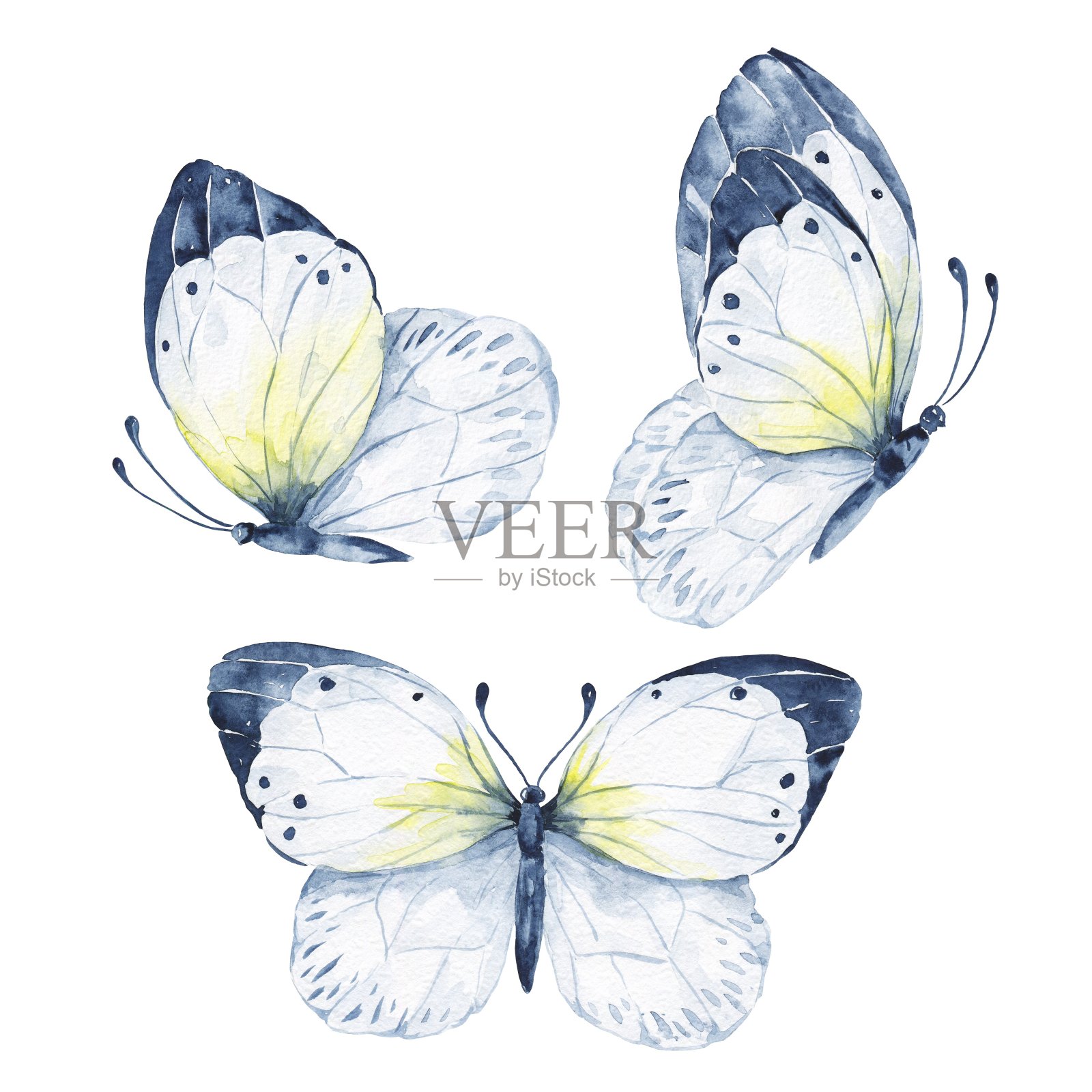 白色背景下的水彩蝴蝶插画图片素材