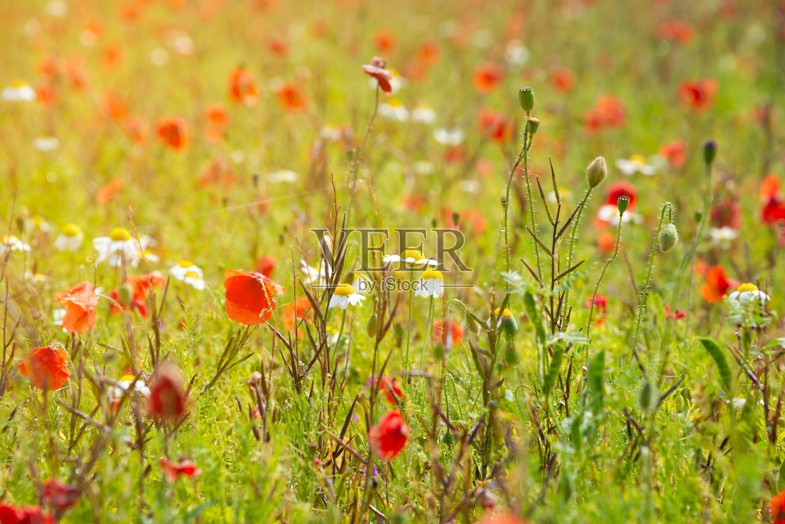 阳光照亮的夏日田野里的各种野花照片摄影图片