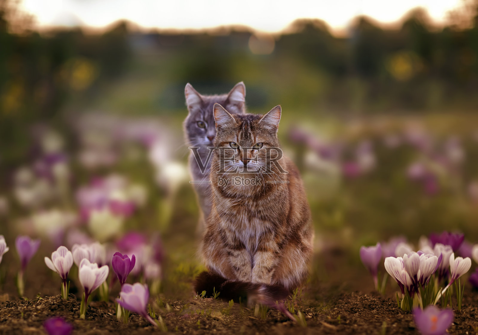 两只可爱的条纹猫在春天的花园里，走在紫色番红花的花丛中照片摄影图片