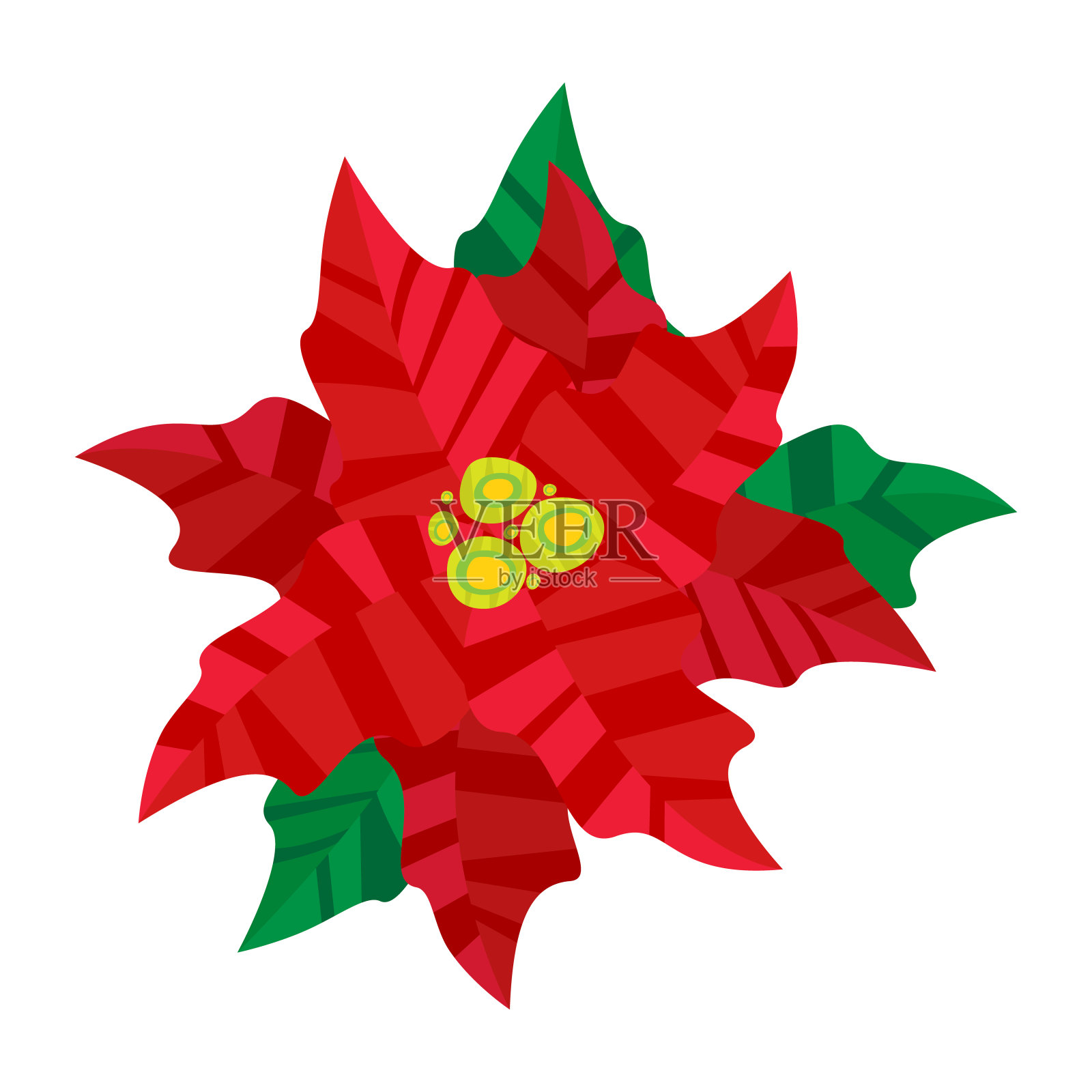 圣诞一品红。孤立的矢量图。设计元素图片