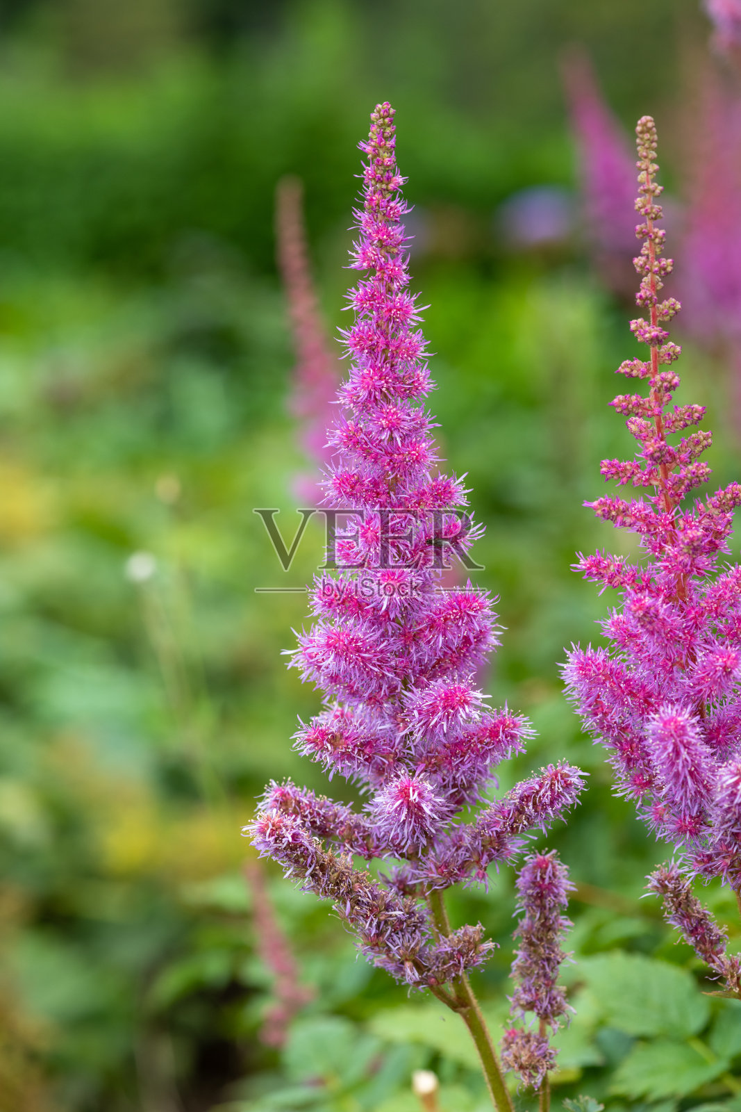 假山羊须花照片摄影图片