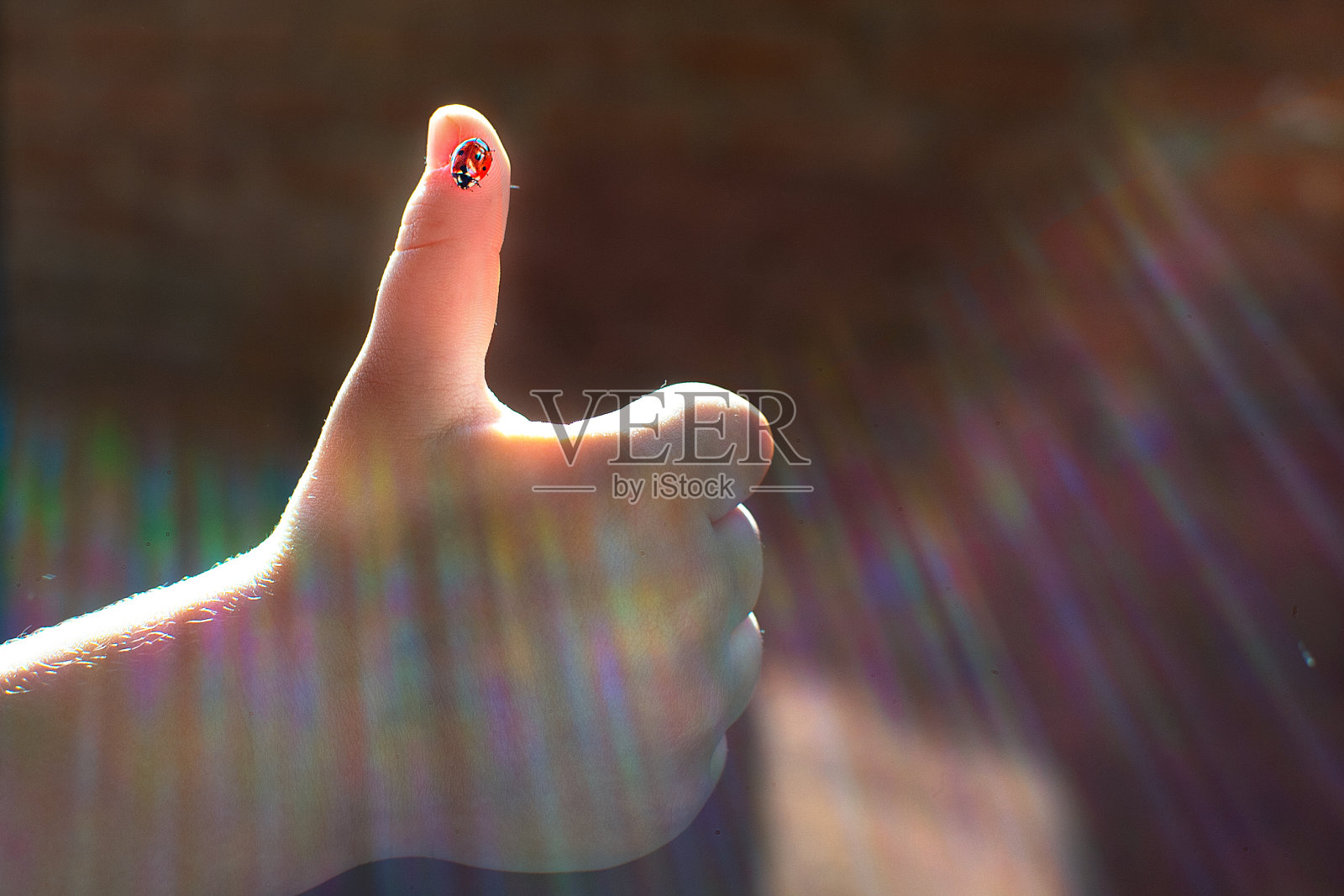 人们和昆虫。瓢虫。照片摄影图片